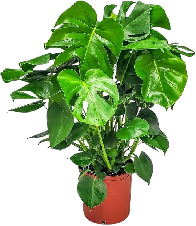 LARGE MONSTERA PLANT - A large monstera plant in a pot 