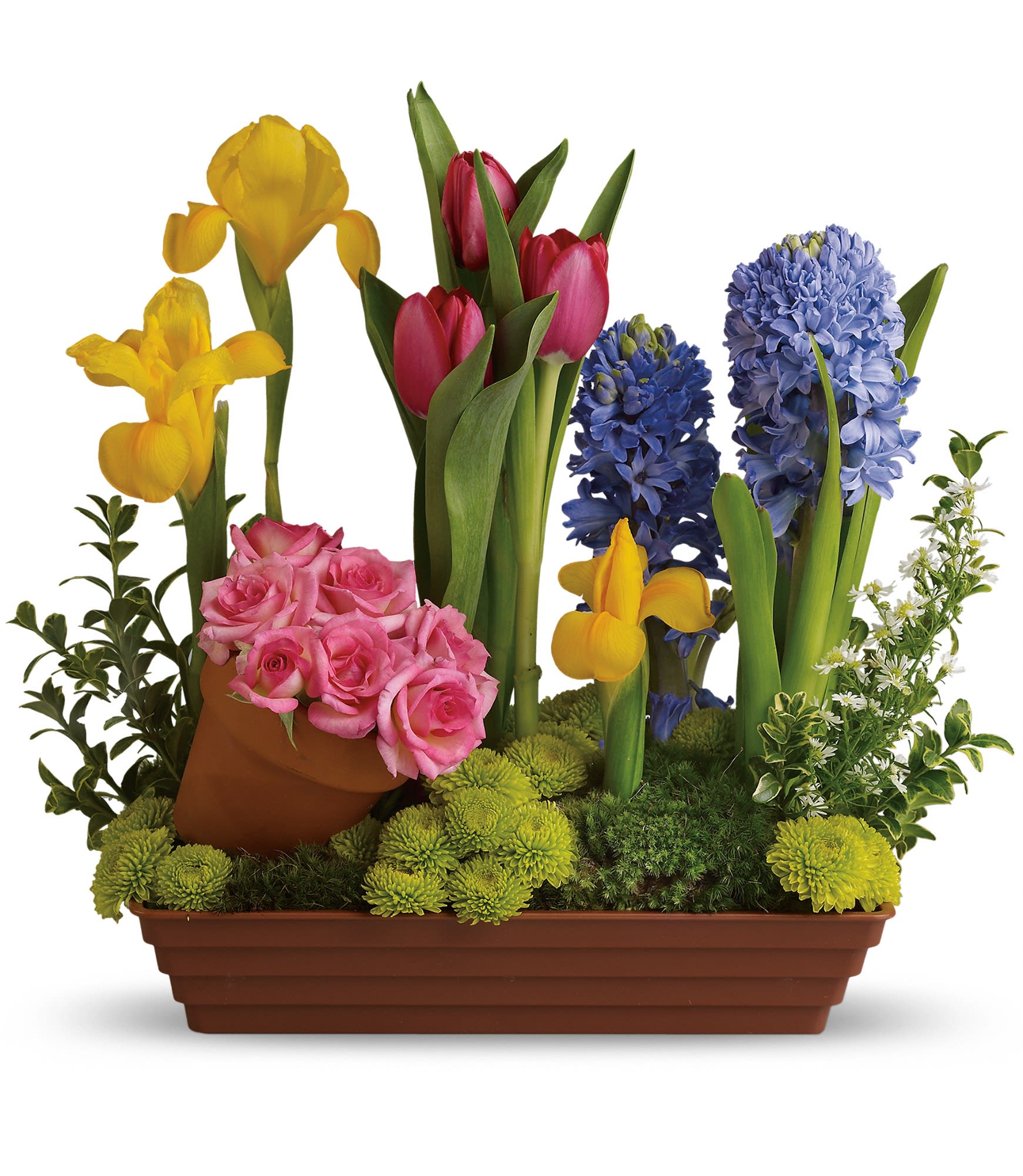 Spring Favorite - With beautiful blossoms like this, is it any wonder that spring is the favorite season of so many? Amazing colors, awesome blossoms and tantalizing textures are only the beginning.   All of spring's favorites are here, including pink spray roses, red tulips, yellow irises, purple hyacinth white monte cassino asters, green button spray chrysanthemums, and springs best greens. Plus, this plethora of pretty petals comes in a delightful terra-cotta pot. Approximately 15" W x 14" H 
