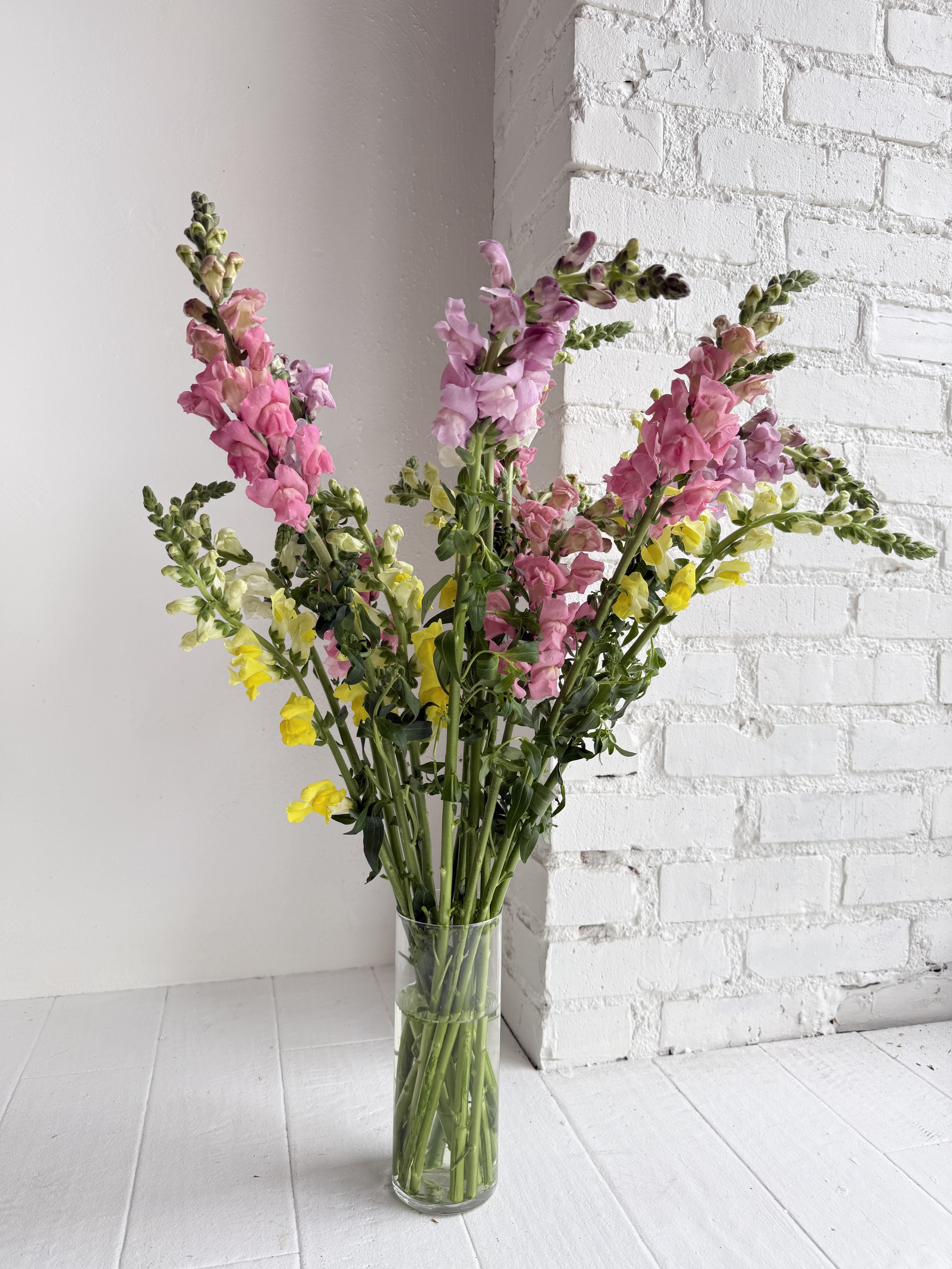 Anastasia - A colorful splash of artfully arranged Snapdragons in a clear glass vase. Perfect for anyone who likes simplicity! Please note that the color of snapdragons may vary. We favor using snapdragons is shades of orange, pink, yellow, white, burgundy.