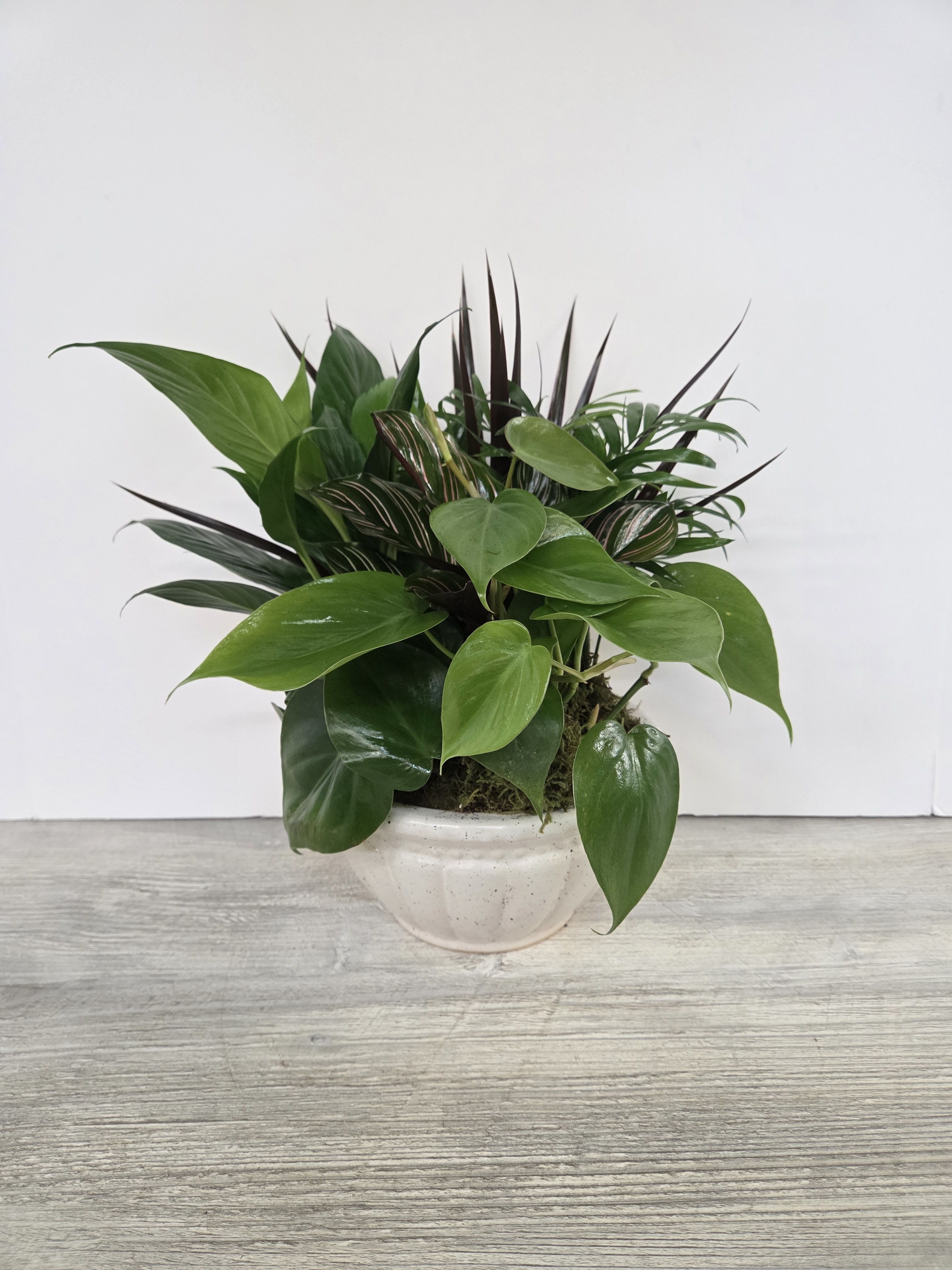 8" Sweet Memory Plant Dishgarden - A lush combination of green plants is an exquisite gift. It's a beautiful way to celebrate shared memories and make wonderful new ones. 