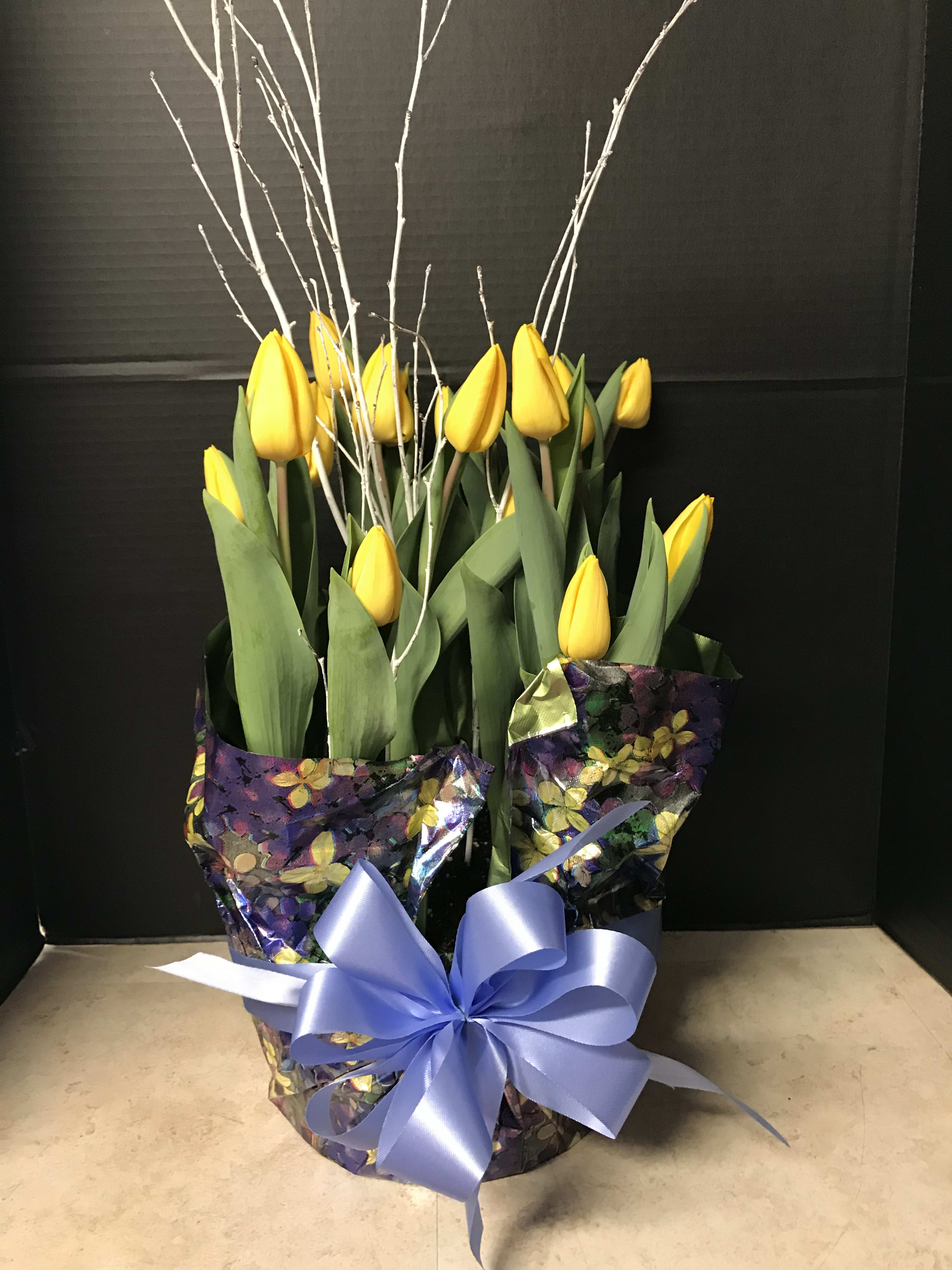 Potted Tulips For Spring - As spring emerges from winter we welcome these bulb beauty plants to the shop. We dress them in spring inspired polyfoil and a handmade seasonal bow, earthy twigs, sticks and/or curly willow are employed to represent the new growth cropping up only during this time of year. Lovely for Easter, spring or any occasion that lands in the midst of their season. Blubs can be transplanted to come back year after year. Colors may vary from photo. Photo displays 8 inch bulb pan. Plants may be shorter than photo and showing less color, this just means they are very fresh and your recipient will have time to watch them grow and then show their color! Scheduled to arrive 4/11-4/14 for spring 2025.