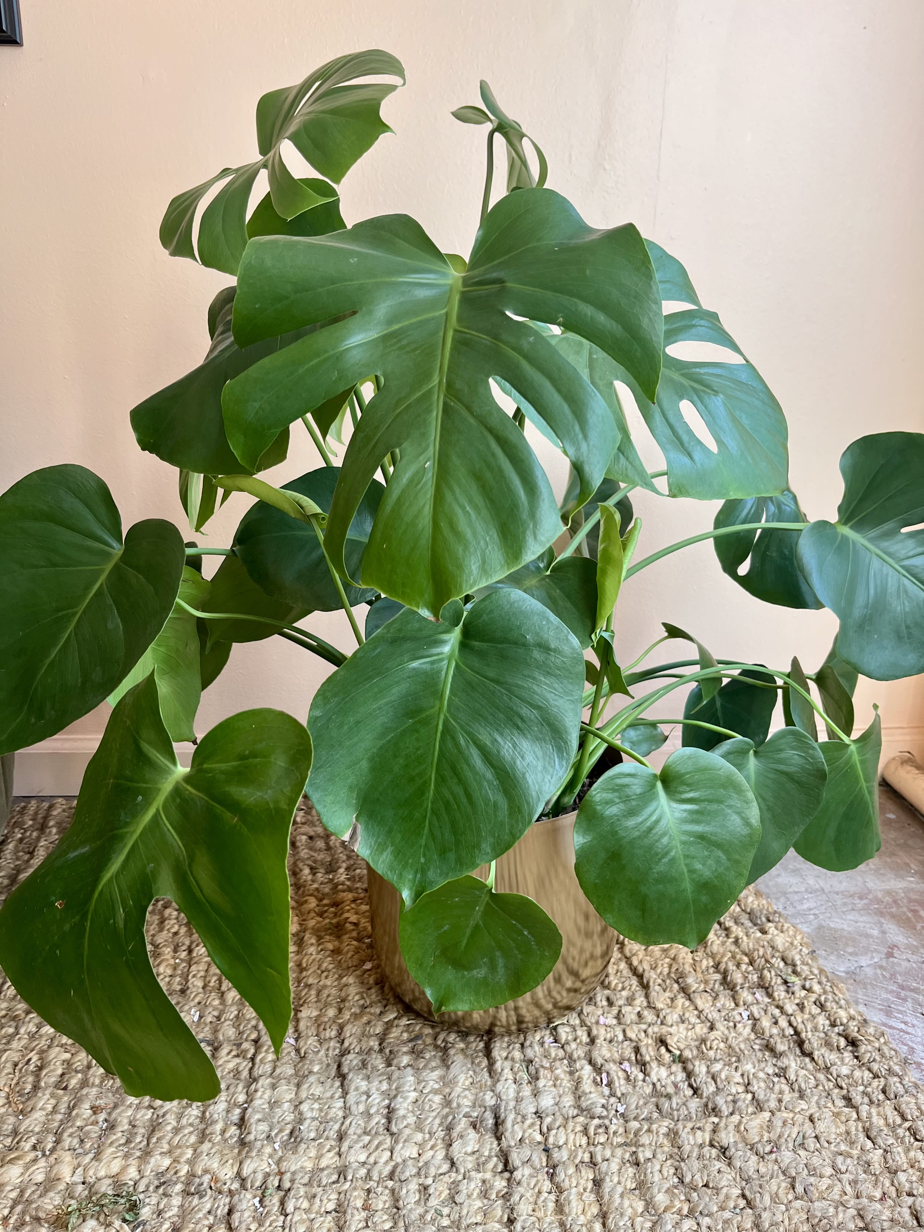 Monstera Plant  - Monstera deliciosa, also known as the Swiss cheese plant, is a fast-growing houseplant with heart-shaped foliage. This plant is perfect gift for someone's home or office. Easy to care for and loves light! In a modern, gold container, this monstera is about 2.5' tall and in an 8" container. 