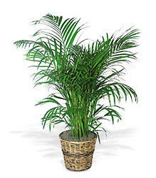 Palm Plant  - Palm Plants are popular indoor houseplant that enchants everyone with its glossy, graceful leaves. This long-lasting gift is a wonderful way to send your sympathy, or to brighten up a lucky man's day. Commonly known as The Palm Plant, this plant is delivered in a basket.