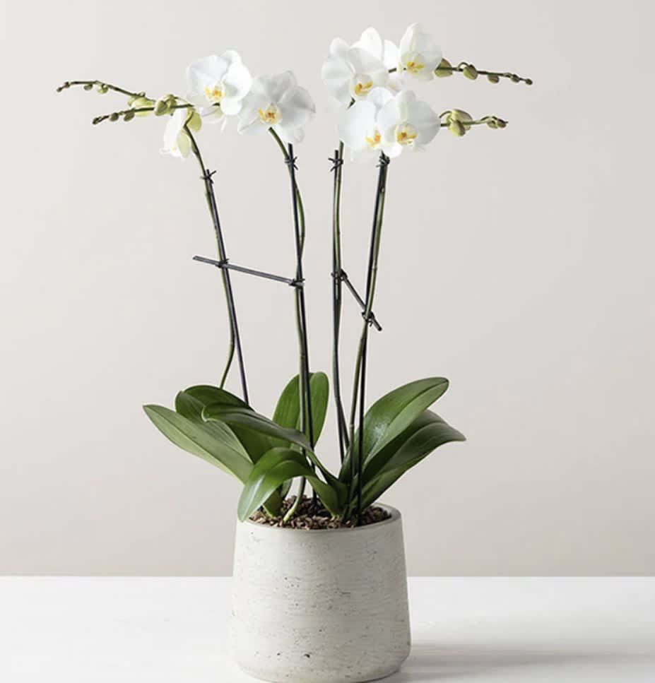 4 Stem Orchid - White Phalaenopsis Orchids | Wilmington, Delaware Florist  * Not available for same-day delivery  Elevate any space with the timeless elegance of our four-stem white Phalaenopsis orchids, beautifully presented in a sleek ceramic container. Exclusively from Petals Flowers and Fine Gifts — your trusted local florist in Wilmington, Delaware — this sophisticated orchid arrangement adds a touch of luxury and tranquility to homes, offices, or special occasions.  Perfect for anniversaries, corporate gifts, sympathy flowers, or as a stunning centerpiece, these pristine white orchids symbolize purity and grace. Their long-lasting blooms and minimalist presentation make them a favorite choice for those seeking refined beauty.  As a premier florist serving Wilmington, Delaware, we specialize in premium, custom floral designs crafted with exceptional care. We proudly offer flower delivery throughout Wilmington, Hockessin, Newark, Glen Mills, Chadds Ford, Kennett Square, and surrounding communities, backed by our satisfaction guarantee.  Why Choose Us?  * Locally owned Wilmington florist known for quality and artistry * Hand-selected orchids arranged with attention to detail Order your four-stem white Phalaenopsis orchids today and let Petals Flowers and Fine Gifts bring elegant tranquility to your loved ones or special event in Wilmington, Delaware.