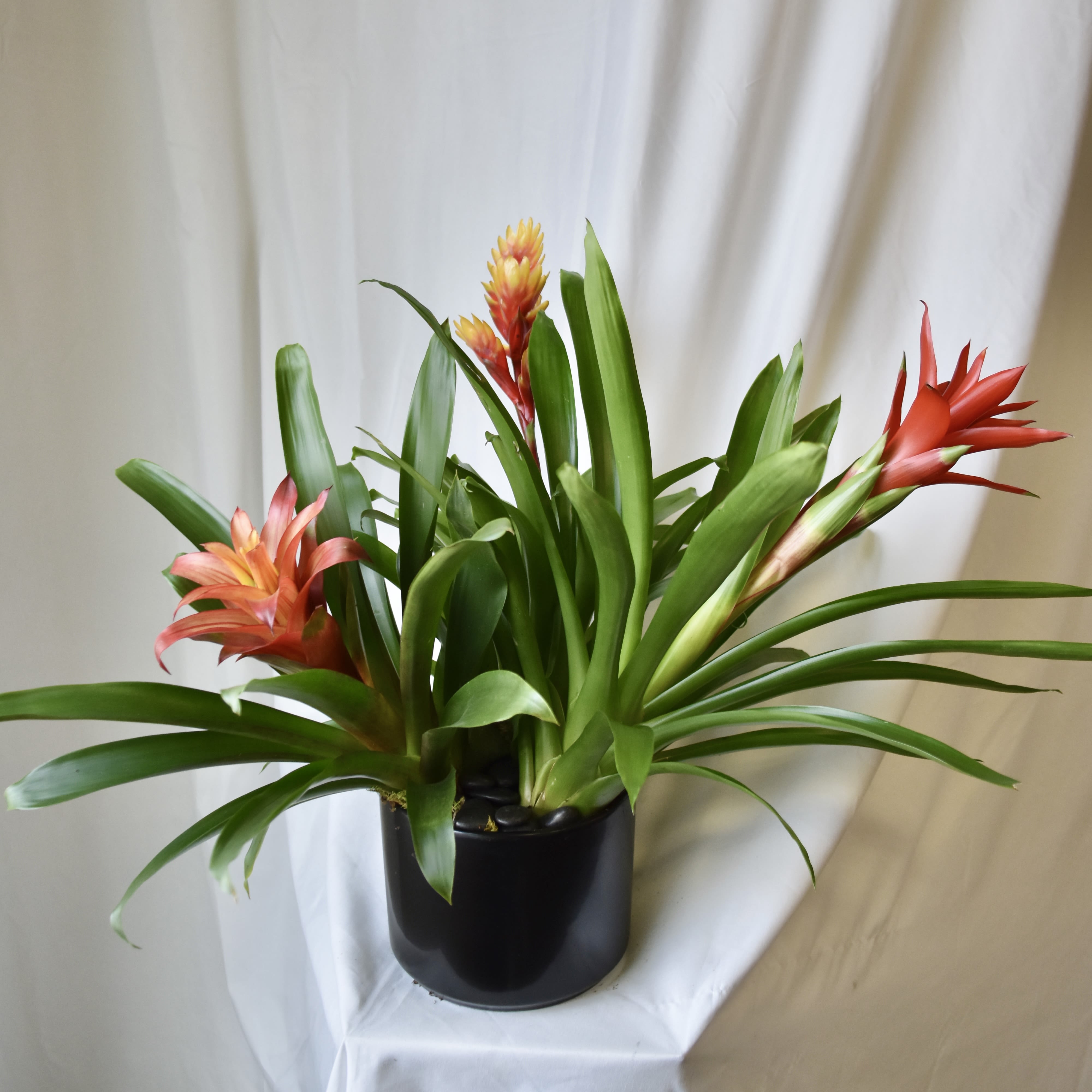 Triple Bromeliad - Our Bromeliad trio is a beautiful blooming plant to brighten up any space with it's unique look and vibrant colors. The standard is planted in a ceramic or stone container depending on availability. Deluxe is planted in a glass or premium ceramic depending on availability. Bromeliad Color may vary. Bromeliads are Pet Friendly Plants!*