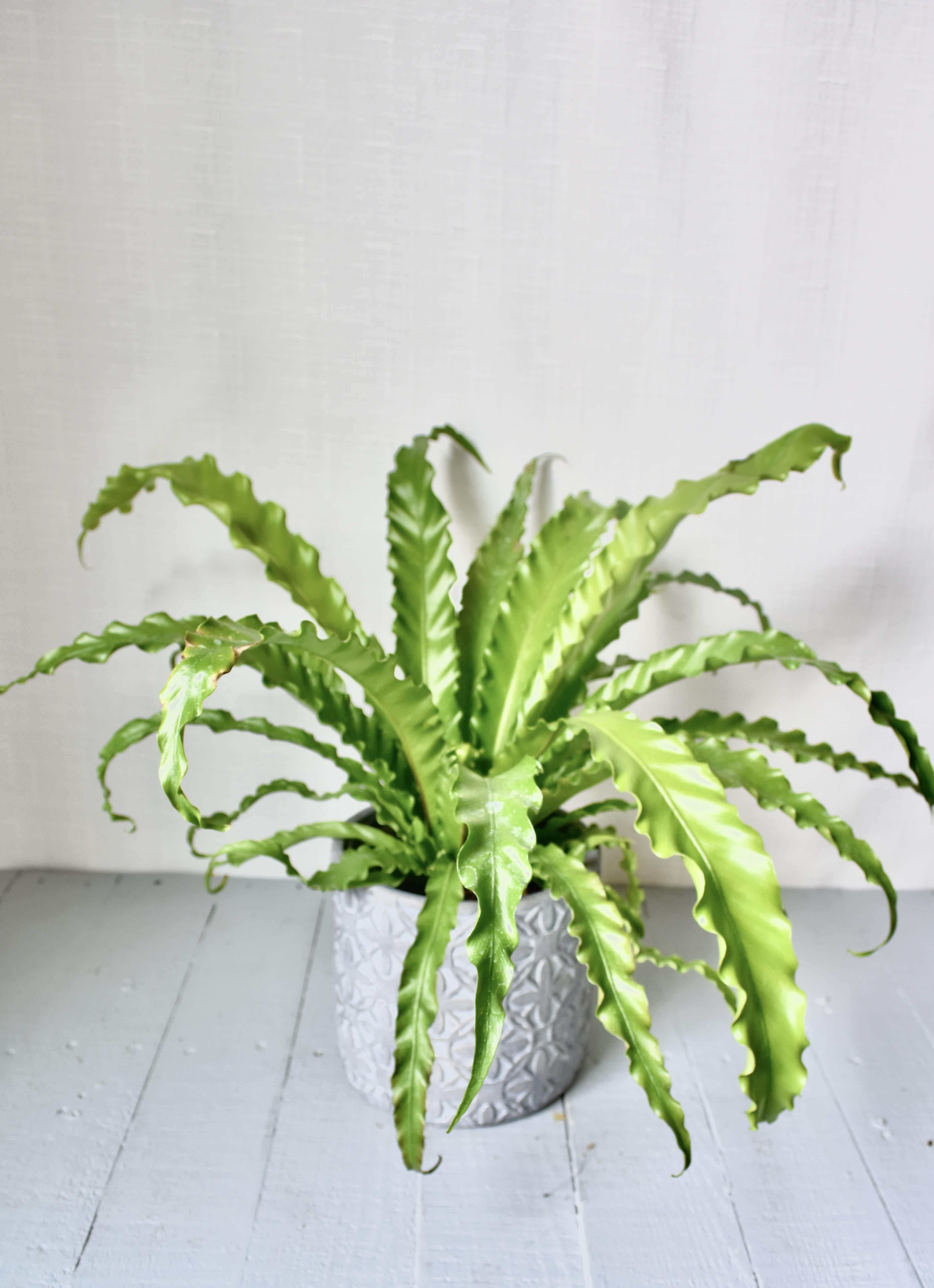 Bird's Nest Fern Plant - Birds Nest Ferns are low light loving plants. A true jungle plant, they like their compost to be moist but not soggy.  Presented in either a stone, ceramic, or glass container.  This elevated look fits wonderfully with any decor.  Birds Nest Ferns are Pet Friendly Plants!*  
