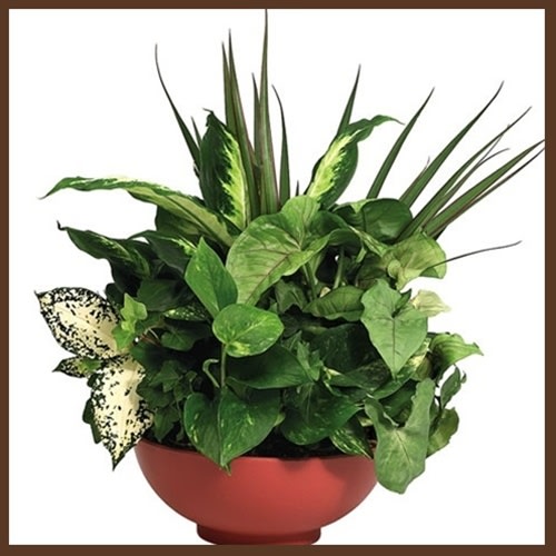 Dish Garden - Green Dish Garden | Wilmington, Delaware Florist * Not available for same-day delivery  Add a touch of nature to any room with our Green Dish Garden, a vibrant collection of fresh, easy-care indoor green plants artfully arranged in a decorative container. This classic dish garden features a variety of lush greenery with different textures and shades, creating a serene and long-lasting gift perfect for sympathy, birthdays, thank-you gestures, or office décor.  Handcrafted by Petals Flowers and Fine Gifts in Wilmington, Delaware, this versatile plant arrangement brings the calming beauty of the outdoors inside while offering the added benefits of cleaner air and minimal maintenance.  As your trusted local florist in Wilmington, Delaware, we offer tax-free delivery to Wilmington, Hockessin, Newark, Chadds Ford, Glen Mills, Kennett Square, and nearby communities.  Why Choose Us?  Custom-designed dish gardens with premium plants and a satisfaction guarantee Locally owned flower shop in North Wilmington Friendly, expert service with personal delivery Send lasting greenery and a breath of fresh air with our Green Dish Garden, thoughtfully designed and delivered by your local Wilmington florist.