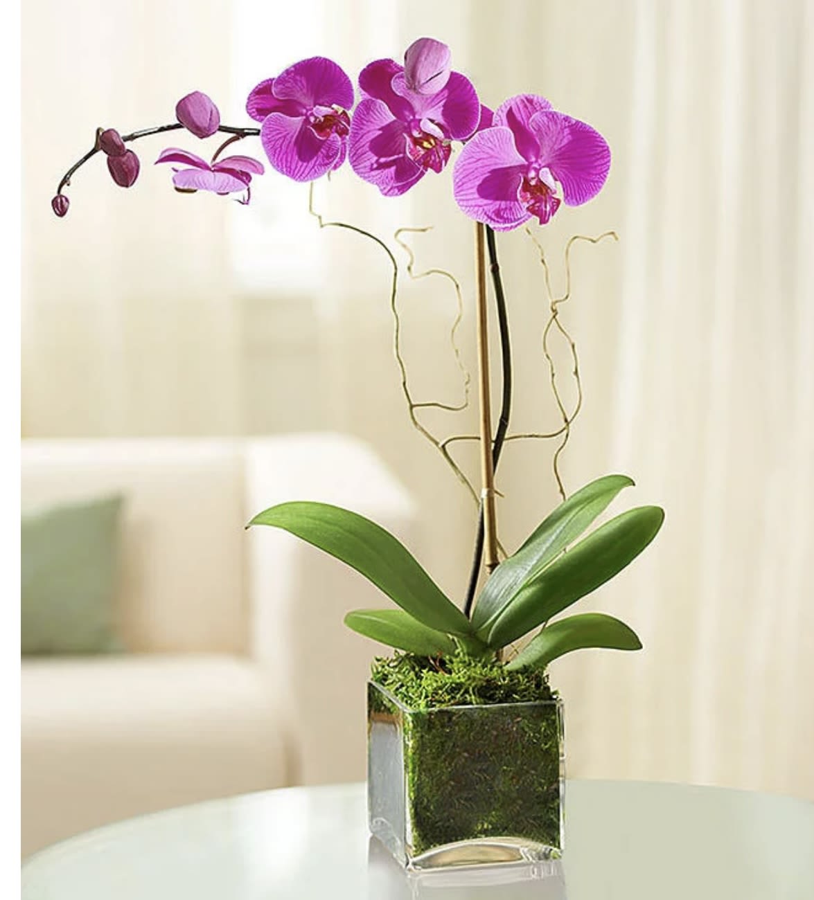Single Stem Pink Orchid - Potted Pink Phalaenopsis Orchid | Wilmington, Delaware Florist * Not available for same-day delivery.  Add timeless elegance to any space with our Potted Pink Phalaenopsis Orchid, beautifully presented in a sleek white ceramic container and finished with natural moss for a clean, modern touch. This graceful orchid features tall, arching stems of bright pink blooms—symbolizing love, admiration, and serenity—making it a perfect gift for birthdays, anniversaries, sympathy gestures, or simply to brighten someone’s day.  Hand-selected by Petals Flowers and Fine Gifts in Wilmington, Delaware, this orchid is both long-lasting and low-maintenance, offering a sophisticated look that fits effortlessly into home or office decor.  As your trusted local florist in North Wilmington, we offer tax-free delivery throughout Wilmington, Hockessin, Newark, Chadds Ford, Glen Mills, Kennett Square, and surrounding areas.  Why Choose Us?  Custom floral gifts with a satisfaction guarantee Local, woman-owned boutique florist Friendly service and fresh, premium plants Send lasting beauty with our Pink Phalaenopsis Orchid and let us help you share joy, comfort, or celebration—locally crafted and personally delivered in Wilmington and nearby communities.