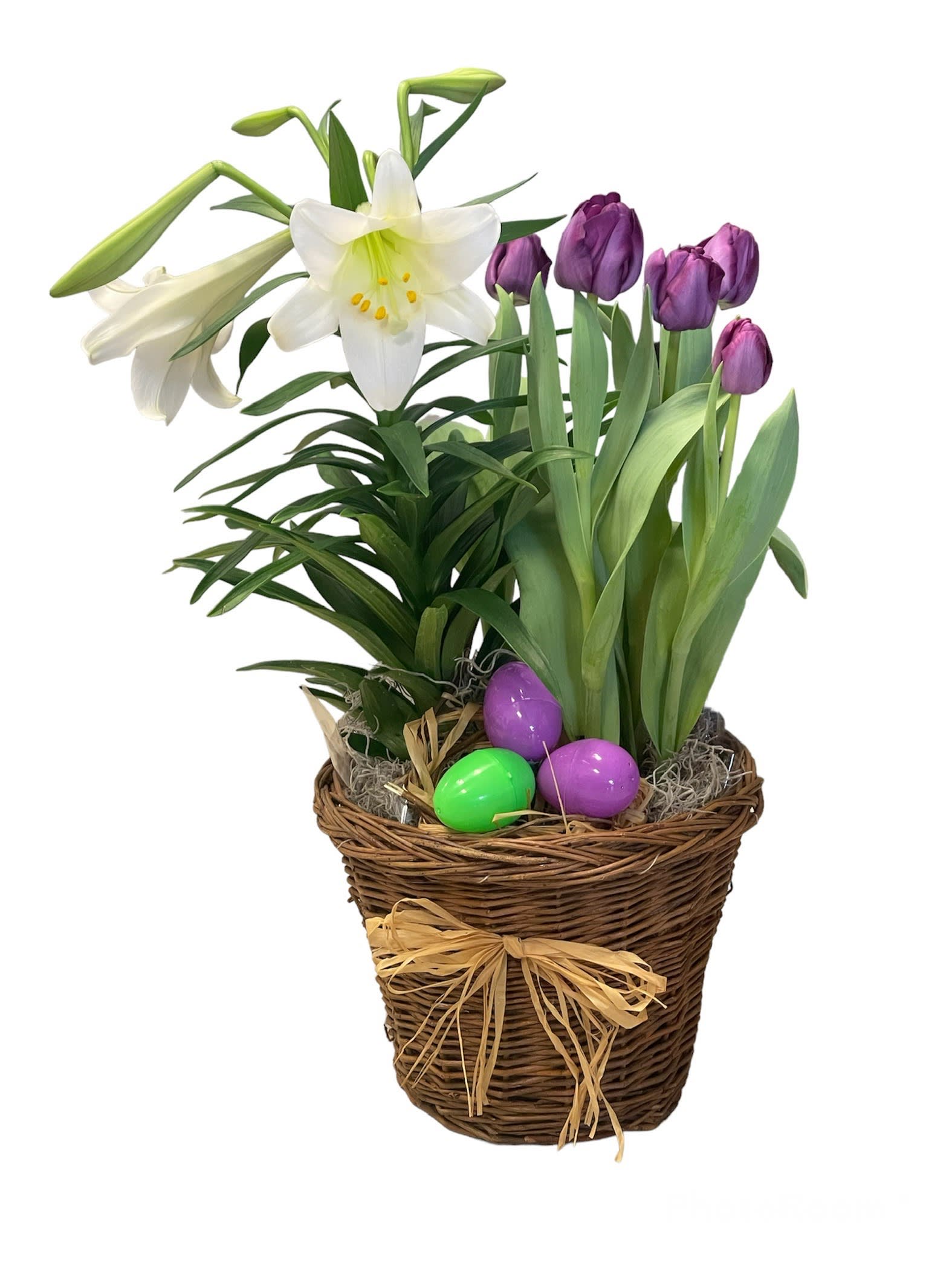 Easter Basket - Easter Lilly and tulips plants in a wicker basket with accents of Easter decorations, the bulbs can be planted in the garden after the blooms die.