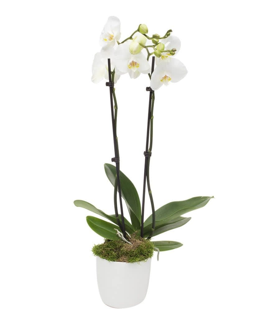 White Elegance Orchid - Known for its symbolism of purity, grace, and admiration, the White Elegance Orchid makes an ideal gift for special occasions such as weddings, and anniversaries, or to express heartfelt sentiments. With minimal care requirements, this orchid is perfect for both seasoned plant enthusiasts and those new to the world of floral beauty.
