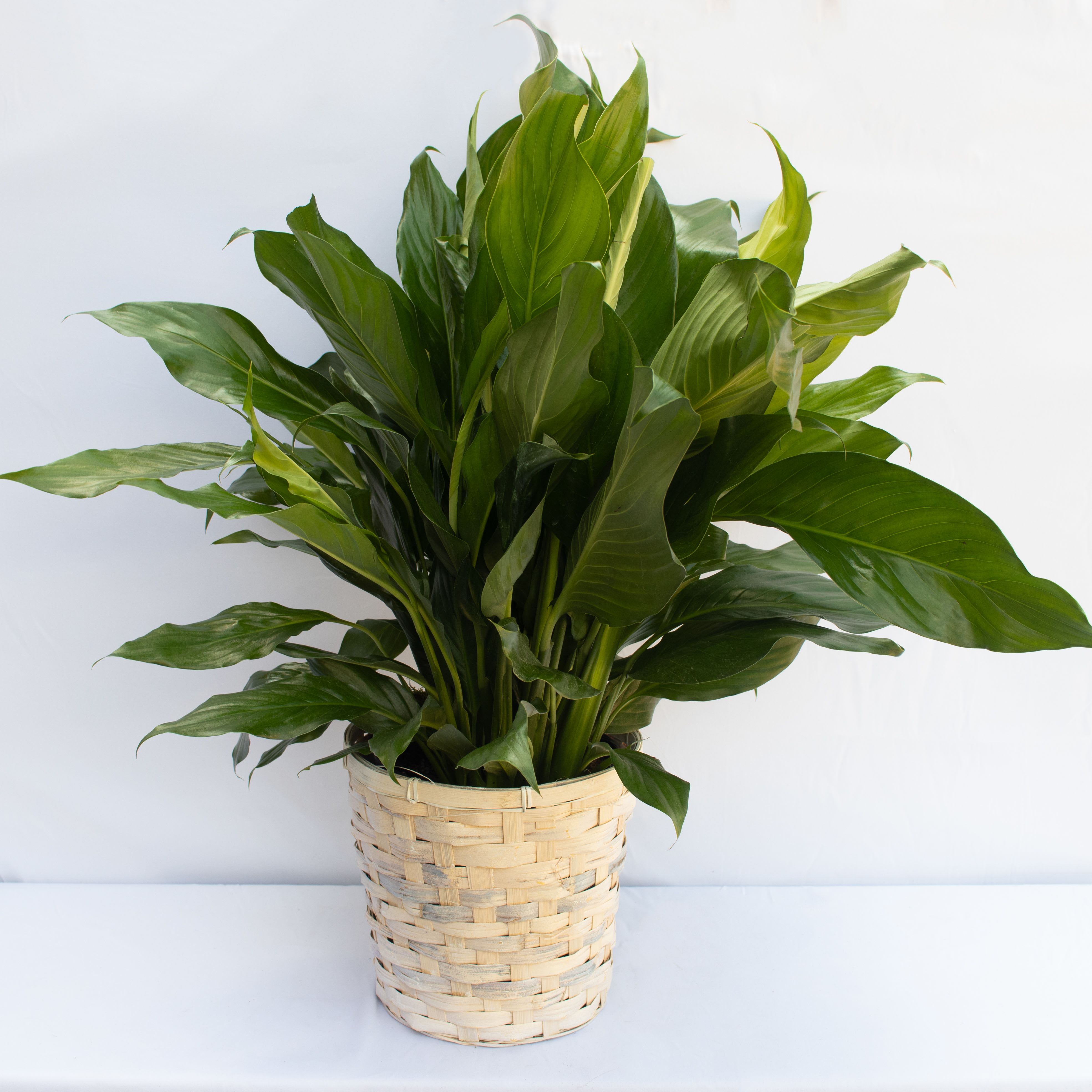 Spathiphyllum - Spathiphyllum or more commonly known as the Peace Lily is a beautiful plant to help convey your wishes for tranquility and sweet serenity. An ideal gift for most occasions this lush plant displays white conical blooms perfectly presented in a round woven container to make it a natural fit for any interior decor. 10" plant.