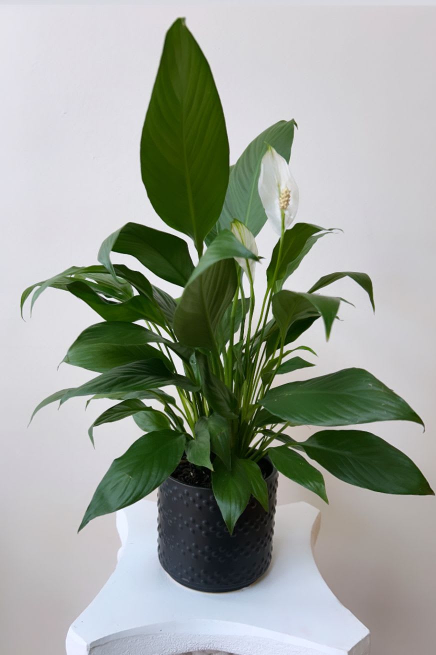 4" SPATHIPHYLLUM - Plants
