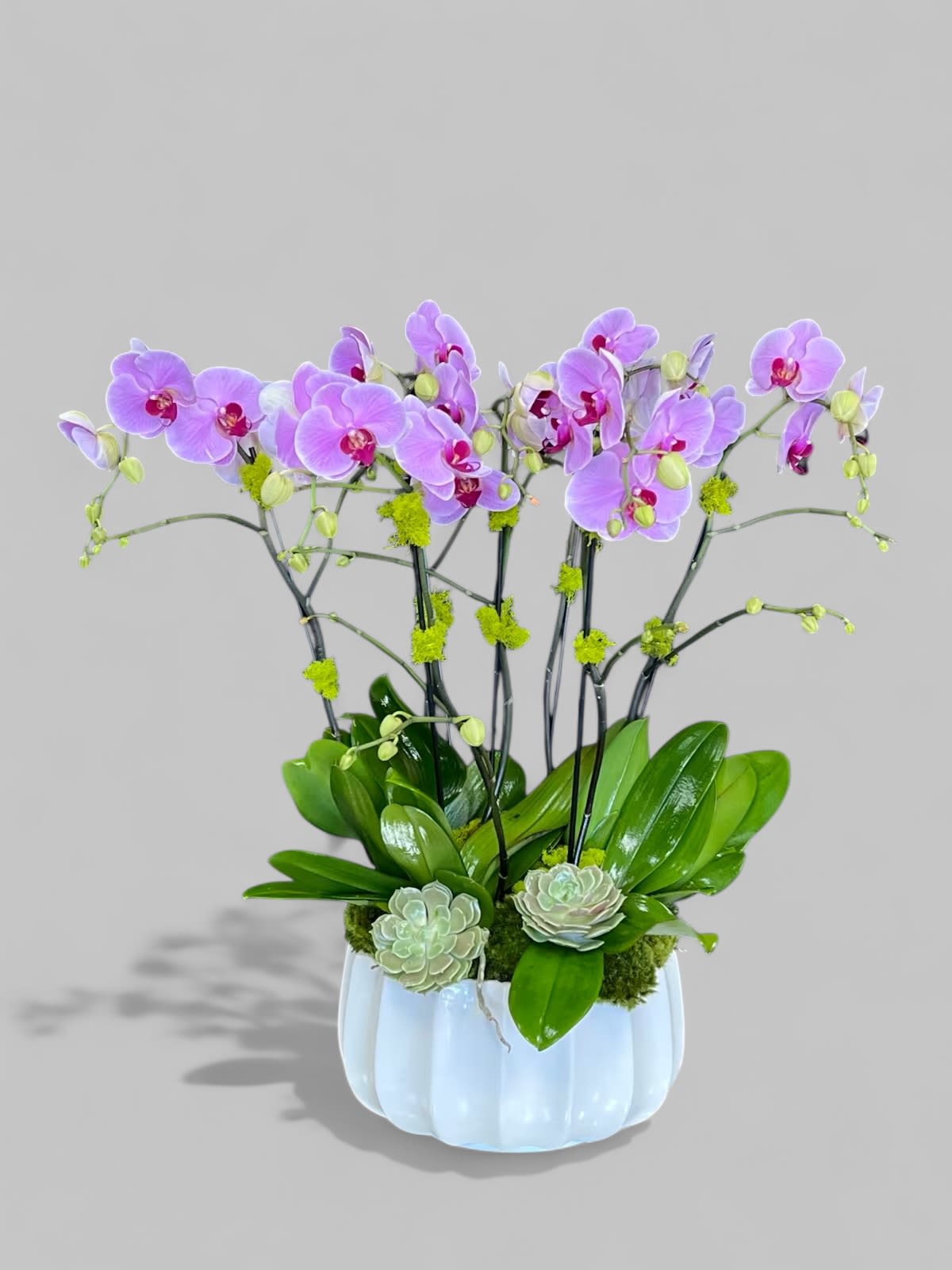 Purple Passion - Purple Phalaenopsis Orchids in a white ceramic container with Succulents