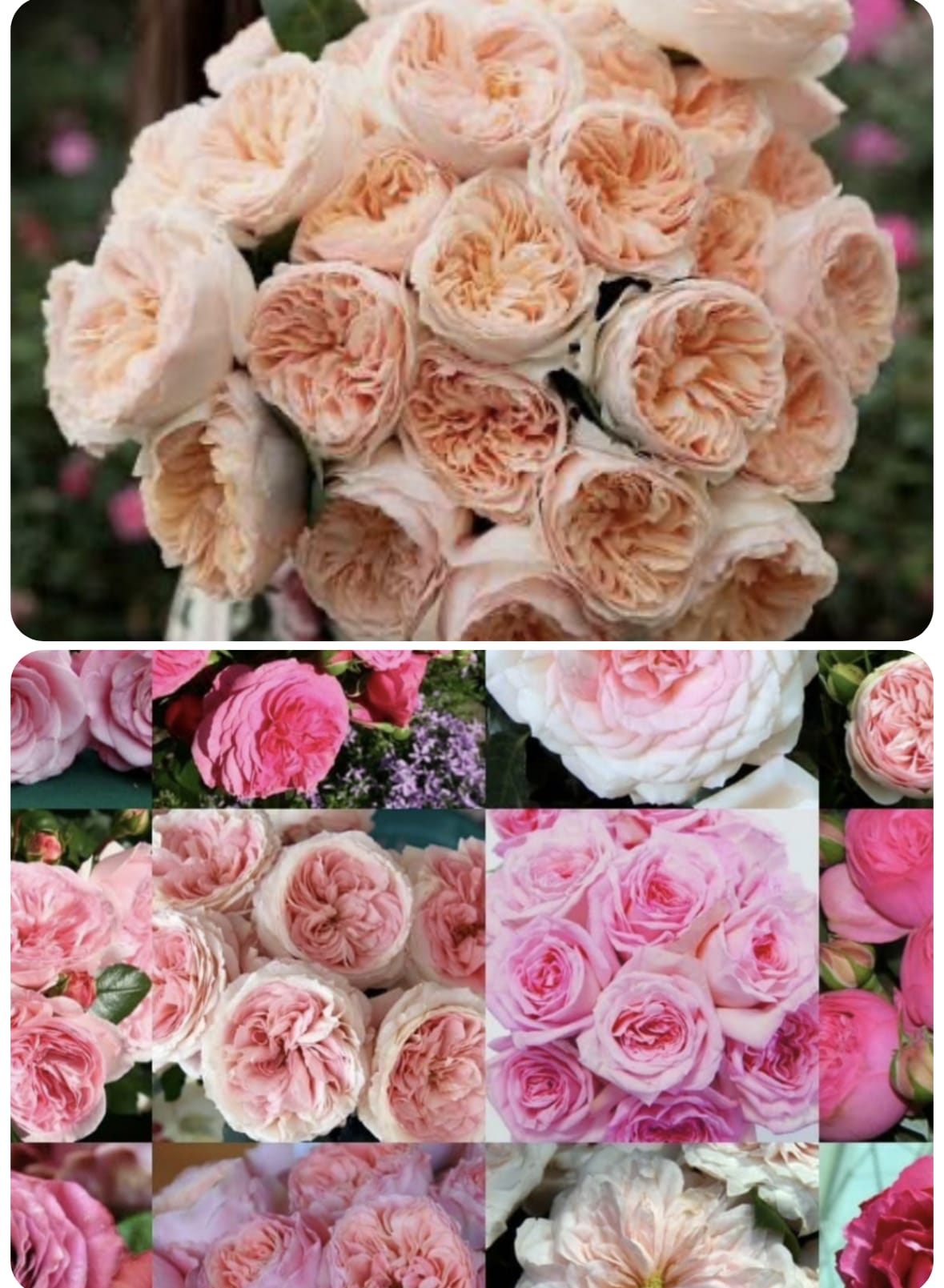 Garden roses bouquet  - A lush and unforgettable bouquet of garden roses, these premium roses are a bold statement of love, joy and timeless beauty. This bouquet is wrapped in soft  paper and finished with elegant ribbon. Includes 12 garden roses.The color may vary.