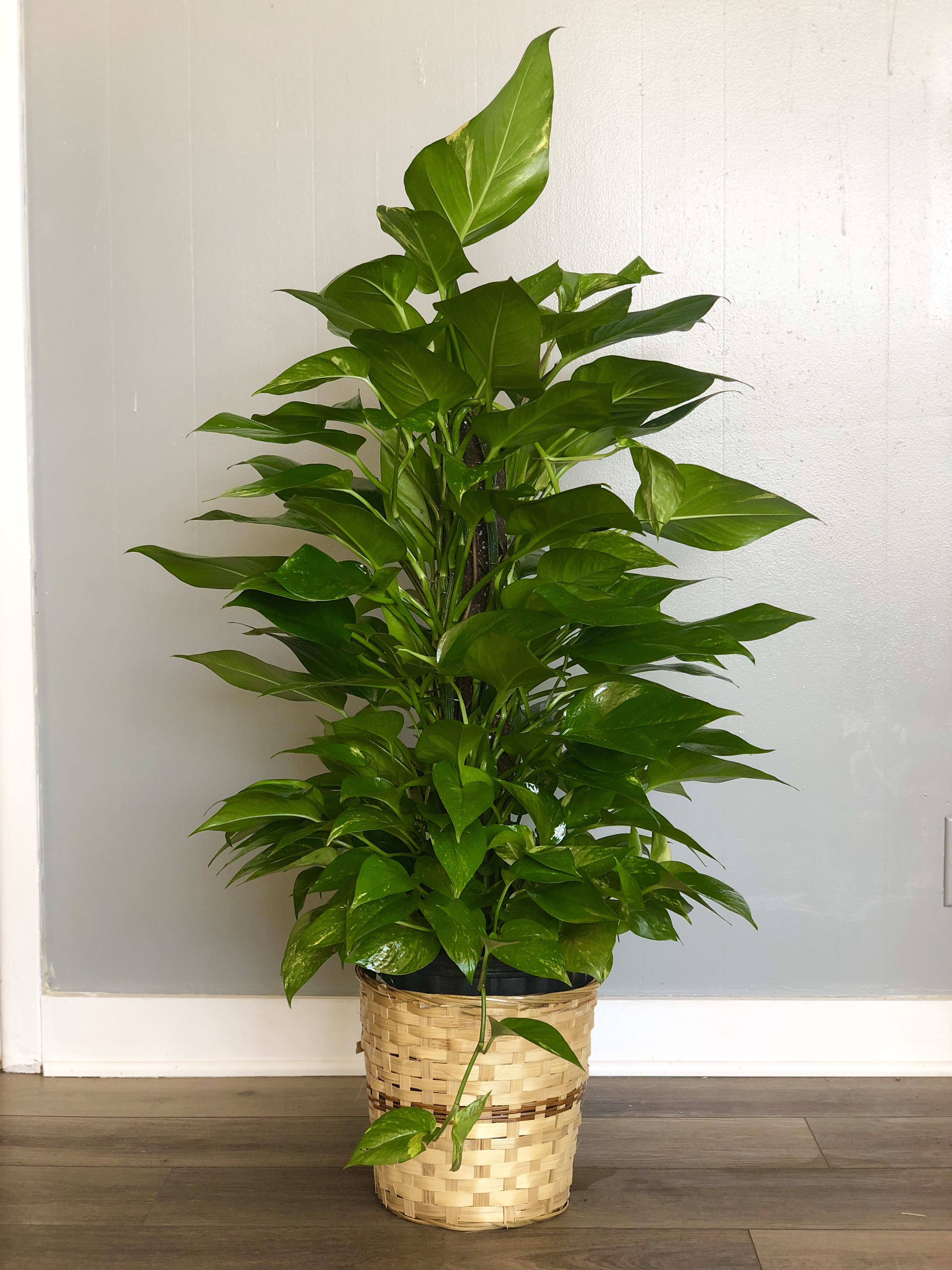 Pole Ivy - Available in 6" &amp; 8"