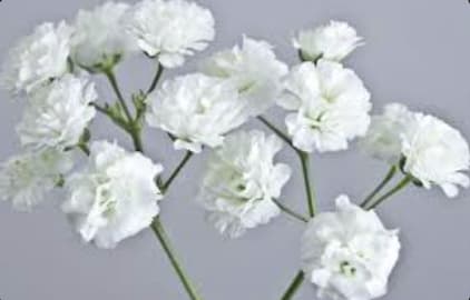 Baby's Breath Overtime - One Bunch - One bunch of large headed baby's breath filler.
