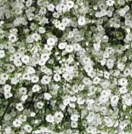 Baby's breath - Million Stars One bunch - One bunch of small headed baby's breath