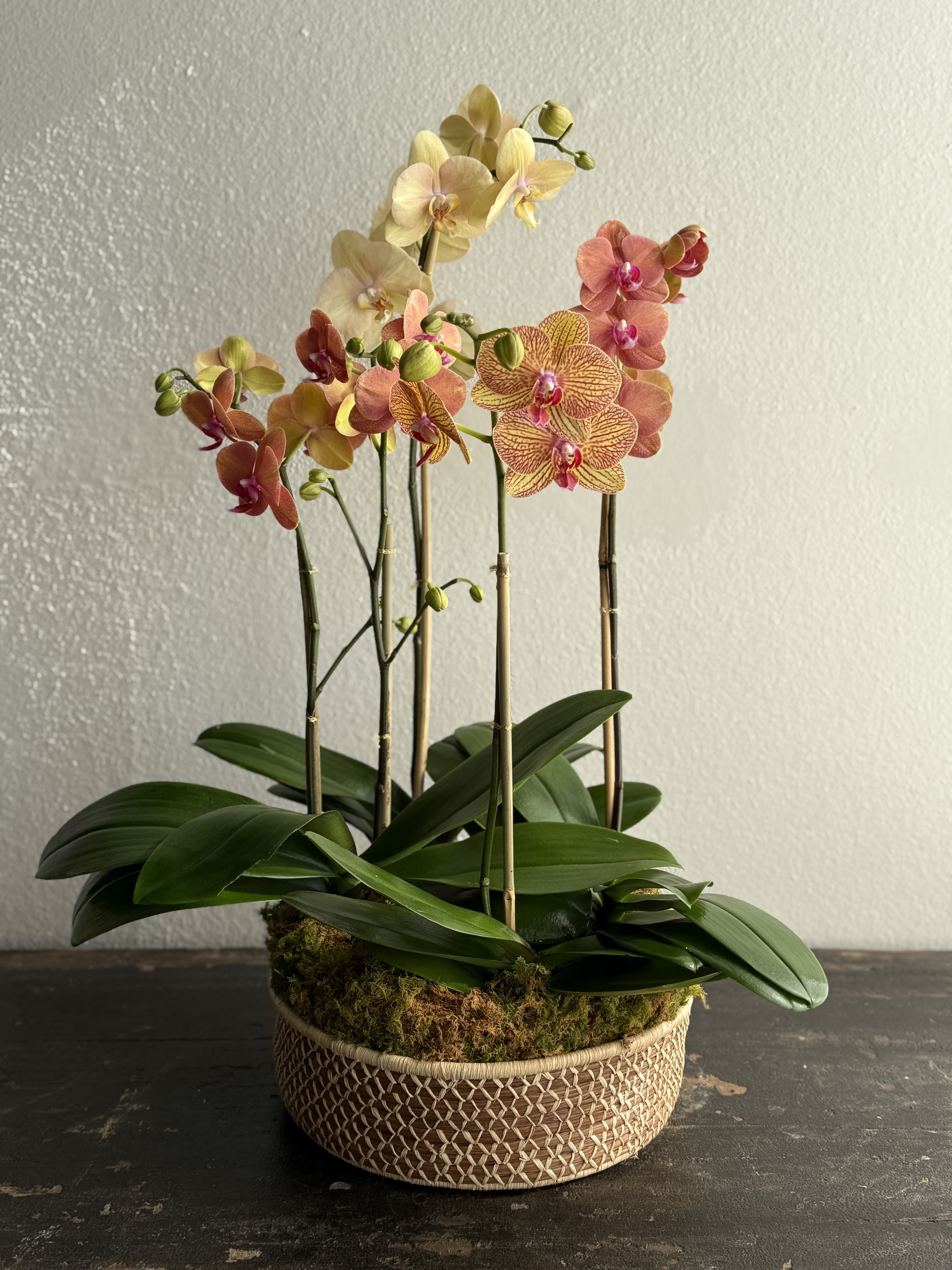 Mother's Day Arrangement #2 - An elegant composition of cascading orchid blooms in warm, luminous tones of apricot, golden yellow, and soft coral. Each delicately patterned flower is poised along slender, upright stems, creating graceful height and gentle movement.