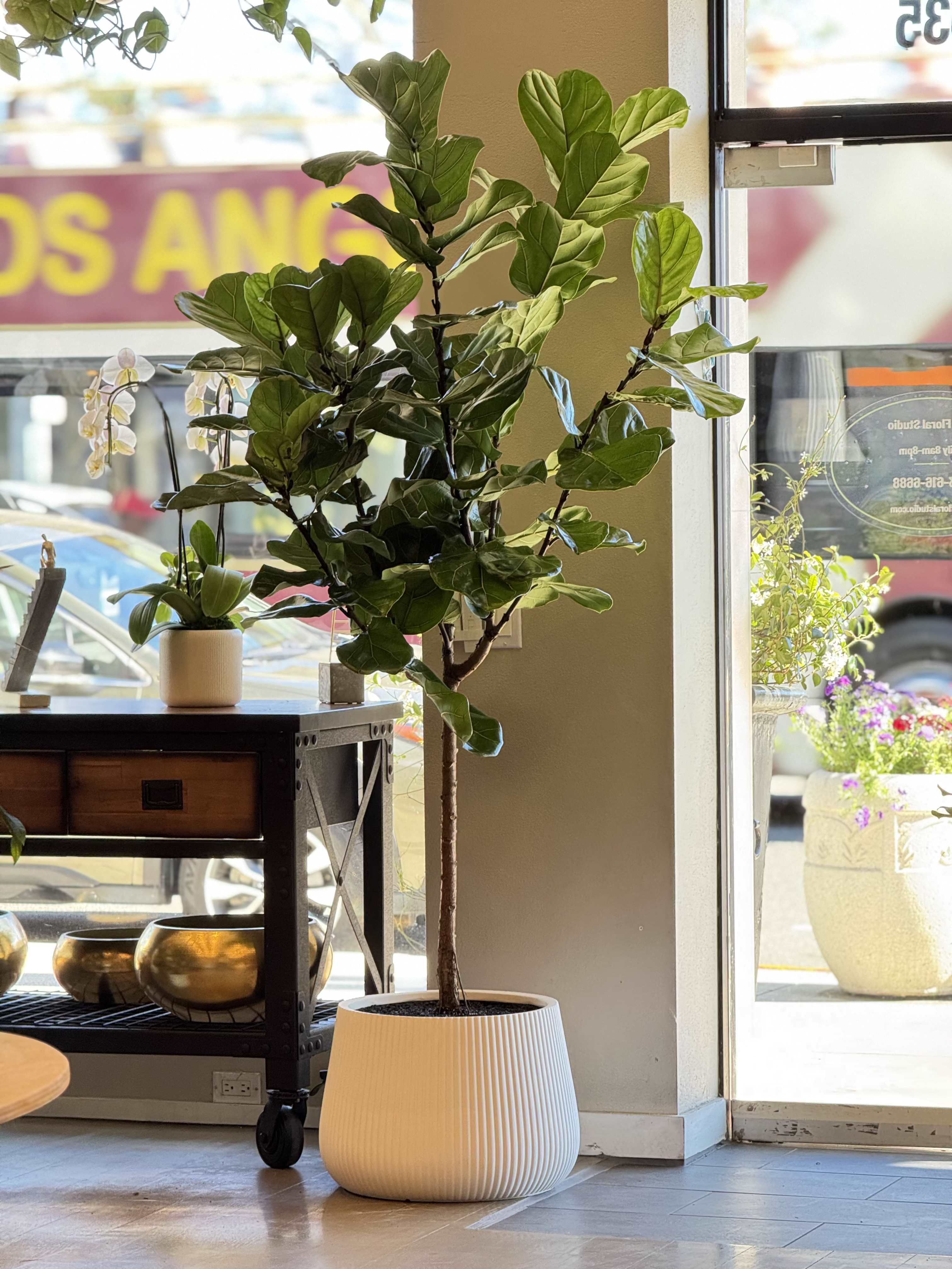 Urban Fiddle Leaf Fig - The Urban Fiddle Leaf Fig is one of the most popular indoor plants for modern homes and stylish interiors. With its large glossy leaves and elegant tree-like structure, this plant instantly elevates any living space. Perfect for living rooms, offices, studios, and luxury interiors, the Fiddle Leaf Fig is loved by interior designers for its bold and sophisticated look. Hand-selected by Guy Floral Studio, a premium Los Angeles florist and plant shop specializing in unique plants and floral designs. We offer same-day flower delivery in Beverly Hills, West Hollywood, Santa Monica, Beverly Grove, Bel Air &amp; Culver City. Height 90 inches. 