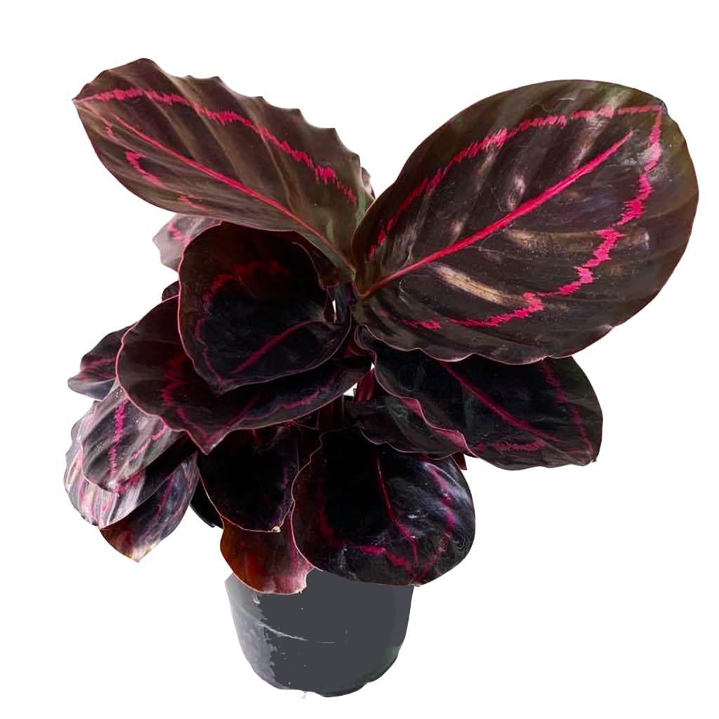 Potted houseplant with dark oval leaves marked by bright pink veins