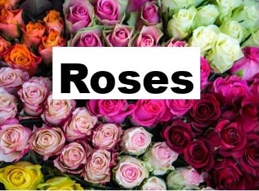 Roses - Looking for roses?  We have them in all sizes, shapes and styles.   Pick from any of our choices on this website.  