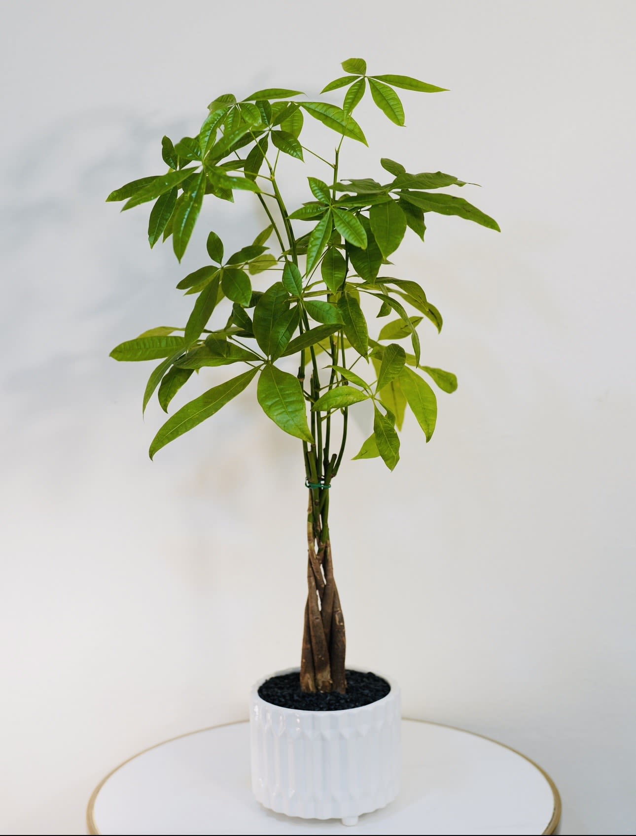 Tall Money Tree  - Tall Money Tree  (Pachira Aquatica) is a beautiful indoor plant known for symbolizing prosperity, luck, and positive energy. With its braided trunk and vibrant green leaves, this elegant plant makes the perfect gift for housewarmings, offices, birthdays, and celebrations. Styled by Guy Floral Studio, a luxury florist in Los Angeles, this plant adds a modern and refreshing touch to any home or workspace. We offer same-day flower delivery in Beverly Hills, West Hollywood, Santa Monica, Beverly Grove, Bel Air &amp; Culver City. Order online or call now for fast delivery today.