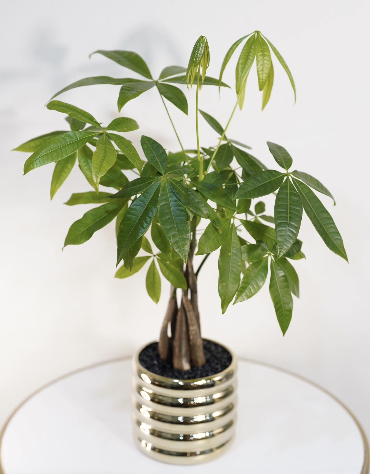 Lucky Money Tree - The Lucky Money Tree (Pachira Aquatica) is a popular indoor plant believed to bring luck, prosperity, and positive energy. With its braided trunk and vibrant green leaves, this elegant plant makes a perfect gift for new homes, offices, businesses, and special occasions. At Guy Floral Studio, we carefully select healthy and beautiful plants to create elegant and meaningful gifts. We offer same-day flower delivery in Beverly Hills, West Hollywood, Santa Monica, Beverly Grove, Bel Air &amp; Culver City. Order online or call now for fast delivery today.