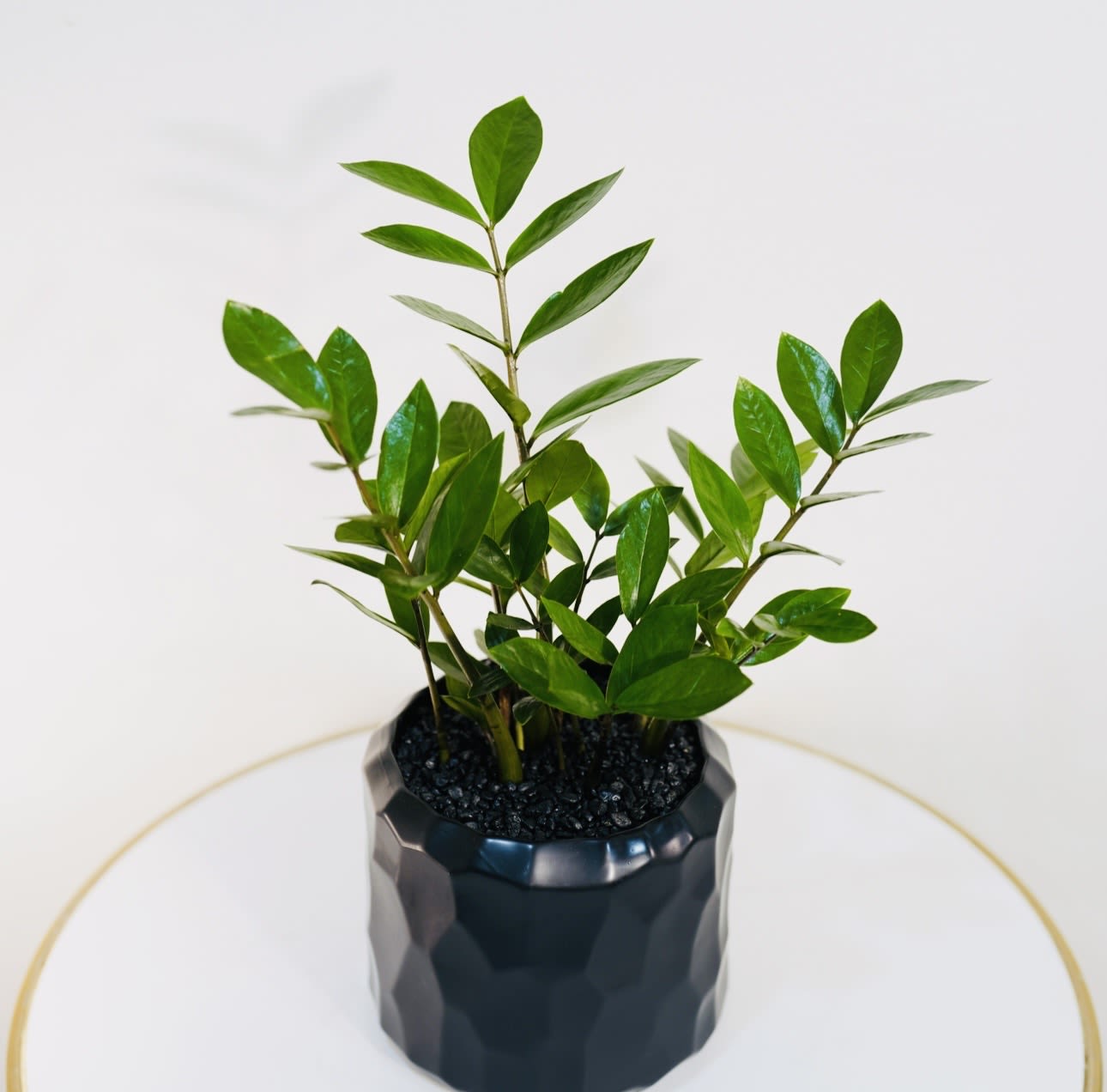 ZZ Plant - The ZZ Plant (Zamioculcas) is a modern and stylish indoor plant known for its glossy green leaves and exceptional durability. This plant is perfect for homes, offices, and modern interiors because it requires very little maintenance and thrives in low light conditions. The ZZ plant is also believed to symbolize prosperity and positive energy, making it a thoughtful gift for housewarmings, offices, or special occasions. Hand-selected and prepared by Guy Floral Studio, a boutique florist in Los Angeles. We offer same-day flower delivery in Beverly Hills, West Hollywood, Santa Monica, Beverly Grove, Bel Air &amp; Culver City. Order online or call now for fast delivery today.