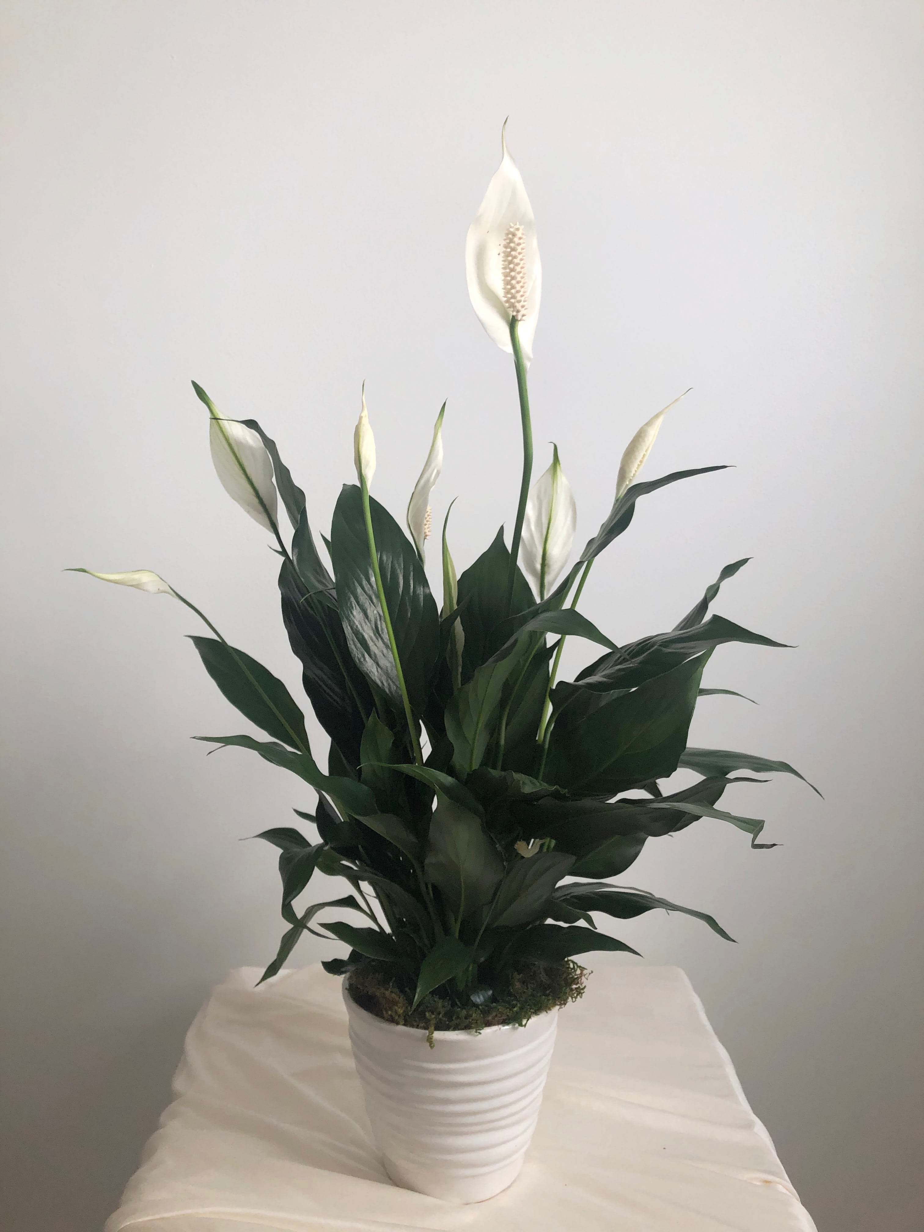 Potted Peace Lily Plant - Sending peace and love to you and your loved ones during this difficult time with our Potted Peace Lily Plant. This medium-sized peace lily is planted in a 5" white ceramic pot.   Delivery Info- We make all of our deliveries after 1pm every day. If the weather is very cold, we prefer not to leave the plant outside. Please let the recipient know that they should expect delivery.