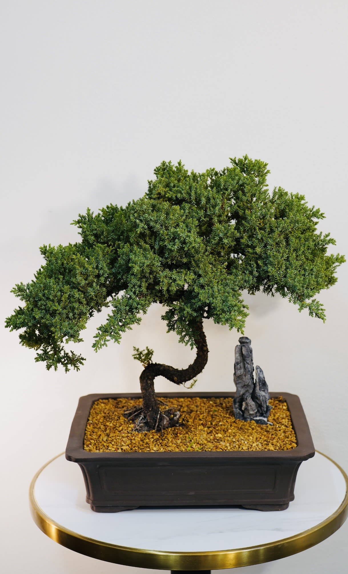 Imperial Juniper Bonsai - Imperial Juniper Bonsai is a breathtaking miniature tree designed in the classic Japanese bonsai tradition. With its elegant curved trunk and lush green foliage, this Juniper bonsai represents balance, harmony, and longevity. This extraordinary piece is perfect for luxury home décor, offices, collectors, or meaningful gifts. Hand-selected by Guy Floral Studio, a premium Los Angeles florist and plant shop offering unique plants and artistic botanical designs. We offer same-day flower delivery in Beverly Hills, West Hollywood, Santa Monica, Beverly Grove, Bel Air &amp; Culver City. Order online or call now for fast delivery today. Luxury bonsai tree for sale in Los Angeles – perfect for collectors and interior design. 