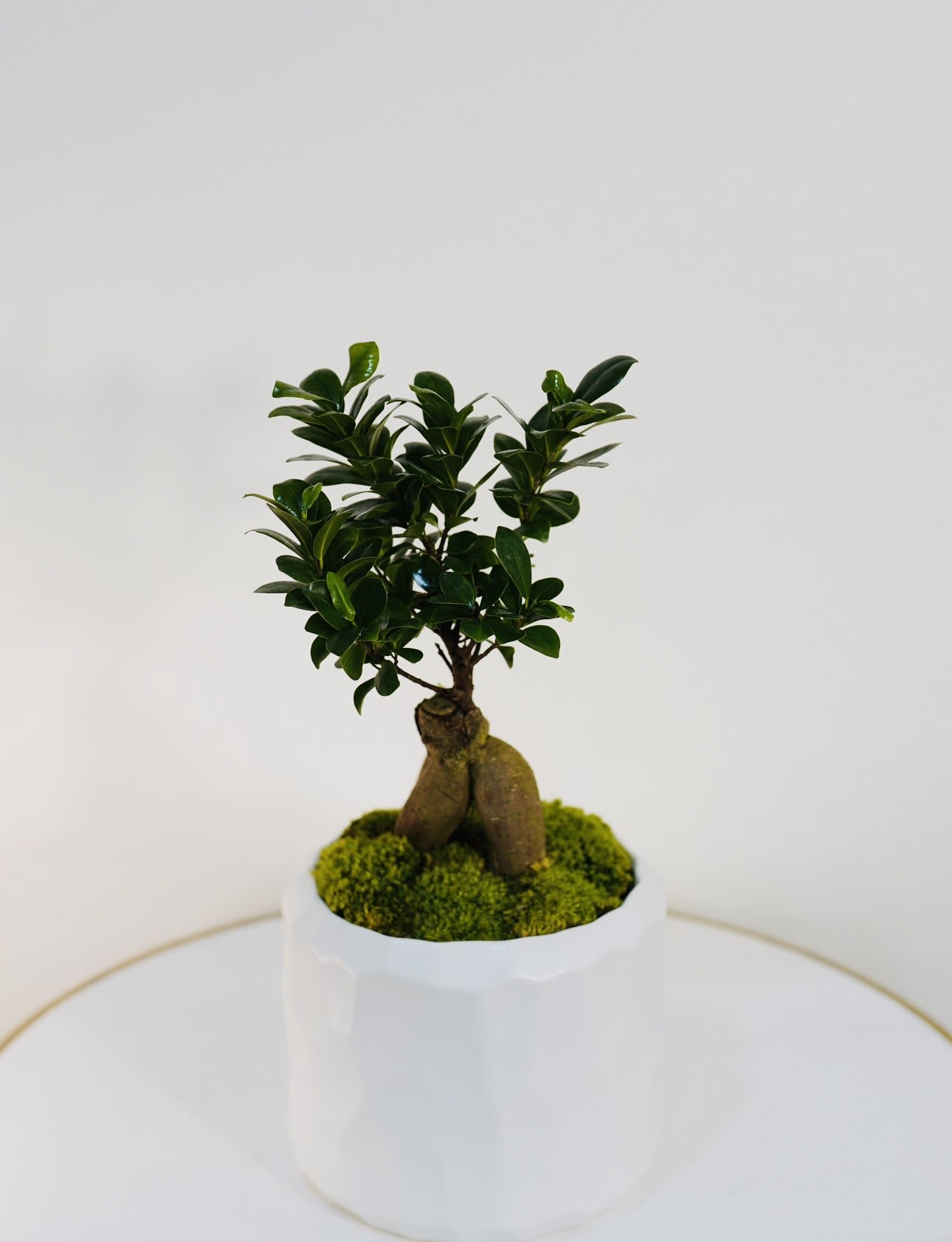 Zen Bonsai Tree - Bring peace and natural beauty into any space with our Zen Bonsai Tree. This elegant Ficus Ginseng bonsai features a sculptural root trunk and lush green foliage, beautifully displayed with natural moss. Bonsai trees symbolize balance, harmony, and longevity, making them a meaningful gift for birthdays, housewarmings, corporate offices, or special occasions. Hand-selected and designed by Guy Floral Studio, a premium Los Angeles florist and plant shop offering unique plants and floral designs. We offer same-day flower delivery in Beverly Hills, West Hollywood, Santa Monica, Beverly Grove, Bel Air &amp; Culver City. Order online or call now for fast delivery today. Bonsai tree delivery in Los Angeles – perfect gift for home or office. 