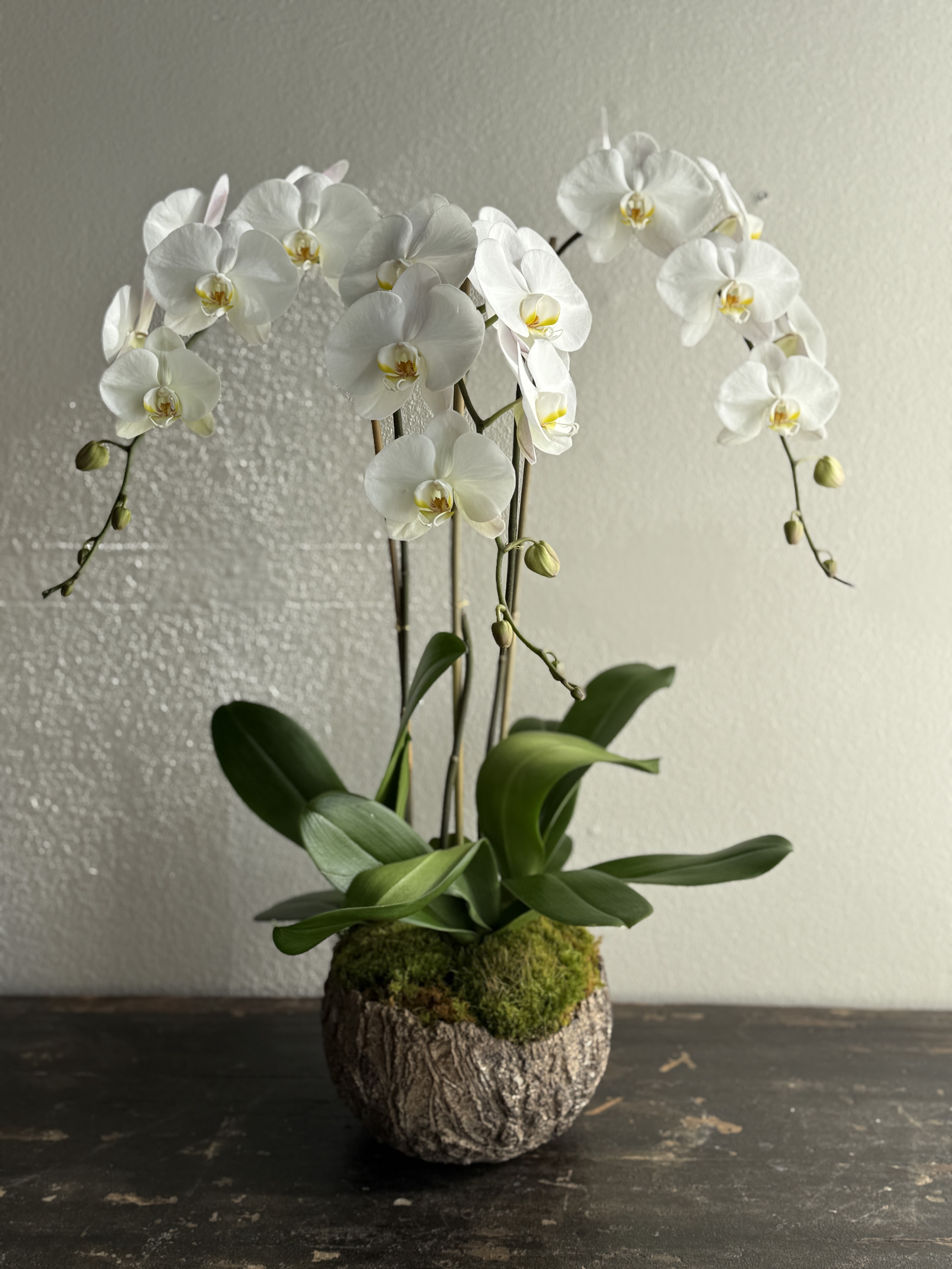 Mother's Day Arrangement #3 - An arrangement of pristine white orchids, showcasing elegant blooms with smooth, velvety petals and subtle hints of pale yellow and soft pink at their centers. Each flower gracefully unfurls along slender, upright stems, creating a refined vertical silhouette that exudes sophistication
