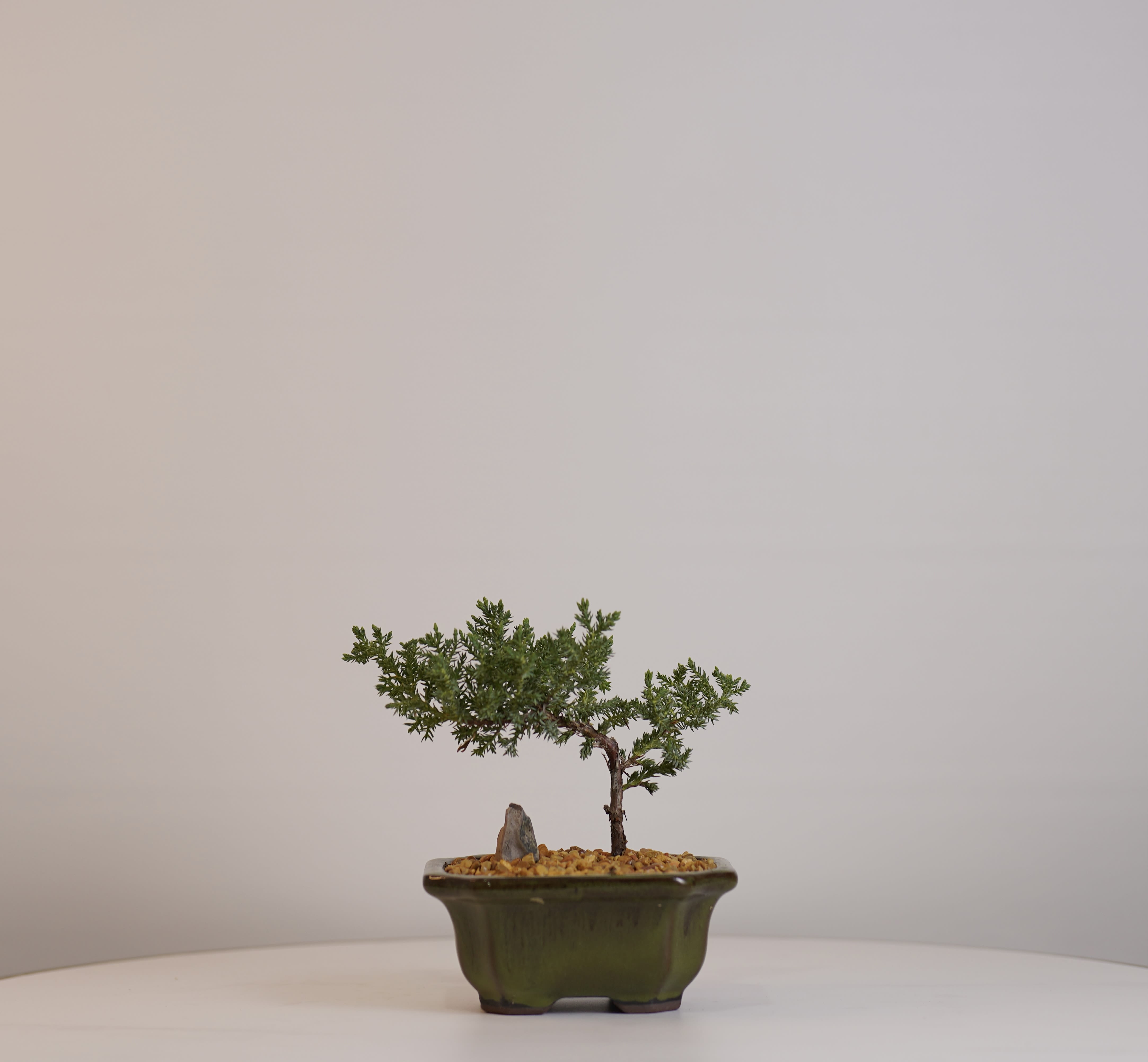 Bonsai tree - A beautiful and elegant bonsai  plant for the home or office. Perfect gift with lasting charm  for years to come We offer same-day flower delivery in Beverly Hills, West Hollywood, Santa Monica, Beverly Grove, Bel Air &amp; Culver City. Order online or call now for fast delivery today.