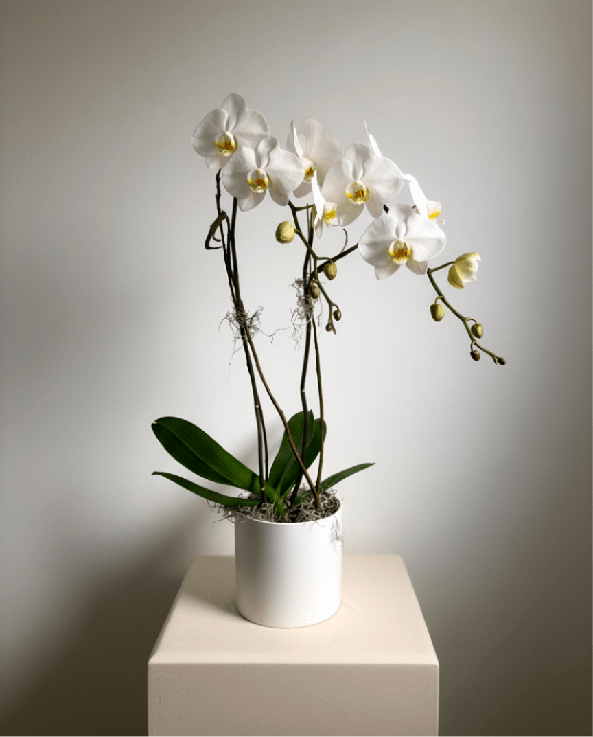 White phalaenopsis orchid plant with arching blooms in a white pot on a pedestal.