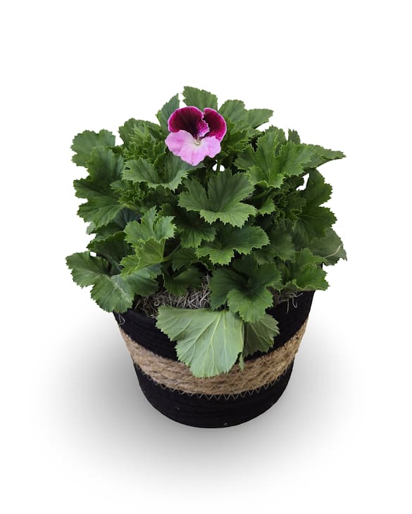 6" Geranium - Select this beautiful geranium plant in a woven basket. Plant diameter is 6" wide by approximately 14" tall.  Container may vary.