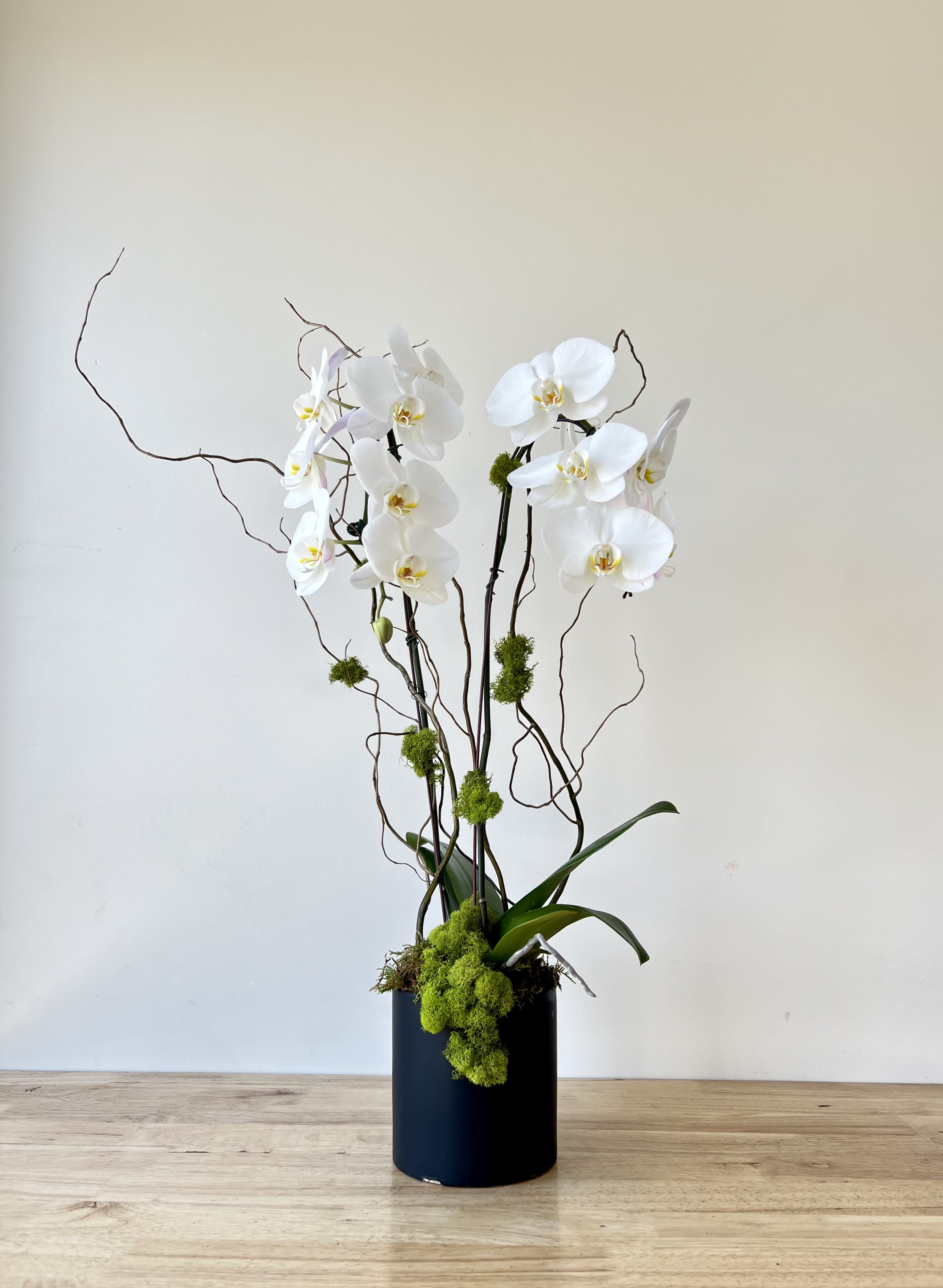 Double Orchid Planter - Beautiful double potted orchid, decorated with moss and curly willow. 