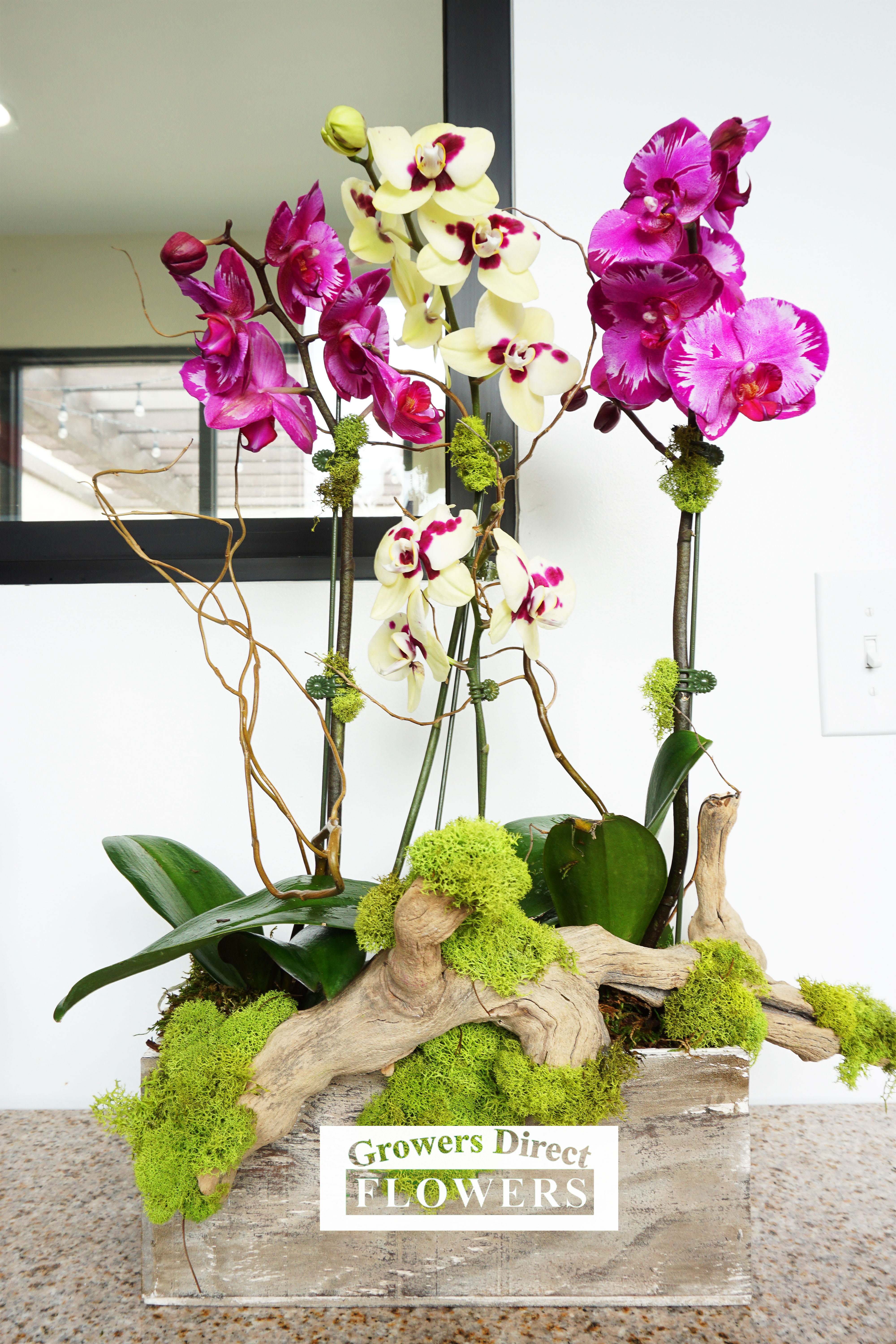 Orchid Box - The box contains 3 beautiful orchids.