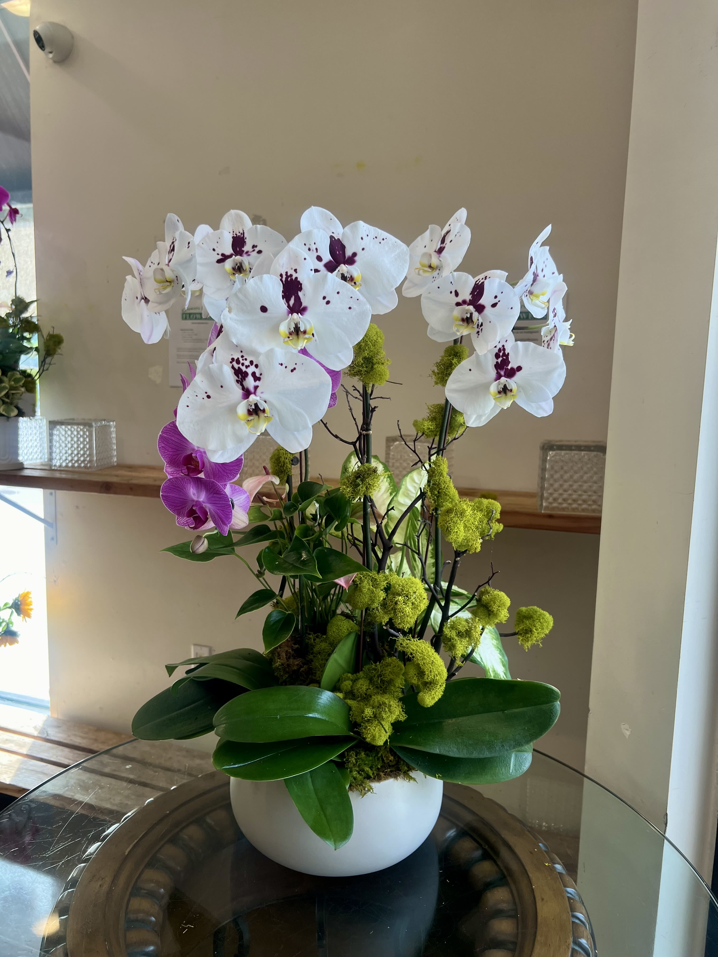 Orchid Jewel  - Approximately 3 spotted orchids, 1 purple phalaenopsis orchid, and 2 plants arranged in a smooth textured white ceramic pot, adorned with manzanita branches, and moss. 