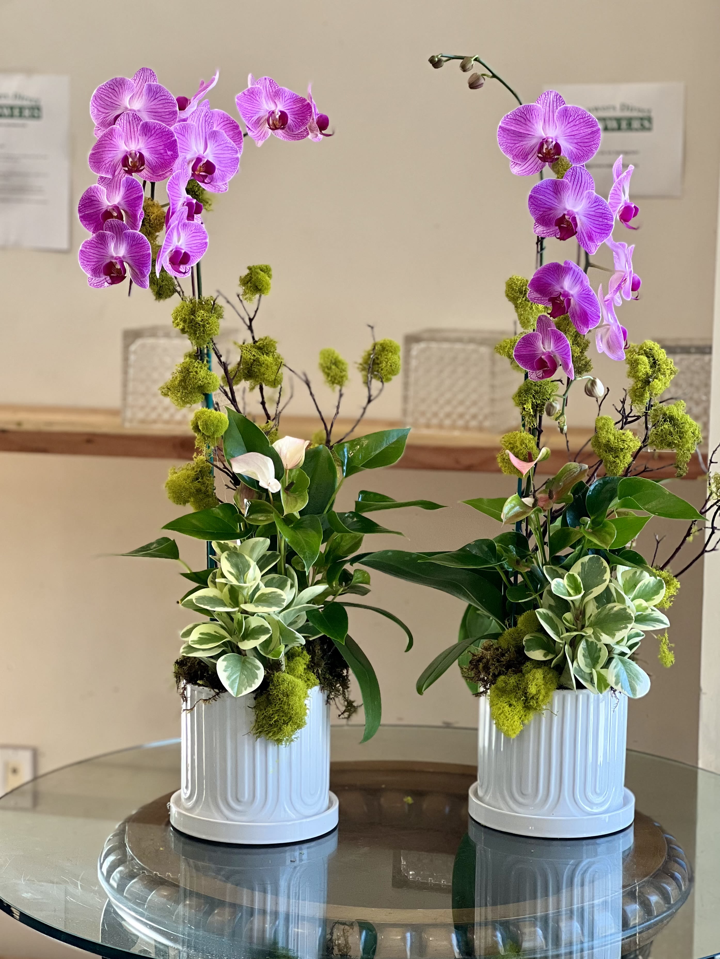 Orchid Planter Set  - Set of two orchid arrangements. Each planter holds one phaelonopsy orchid, 2 plants, adorned with manzanita branches, moss, and arranged in a white ceramic pot.