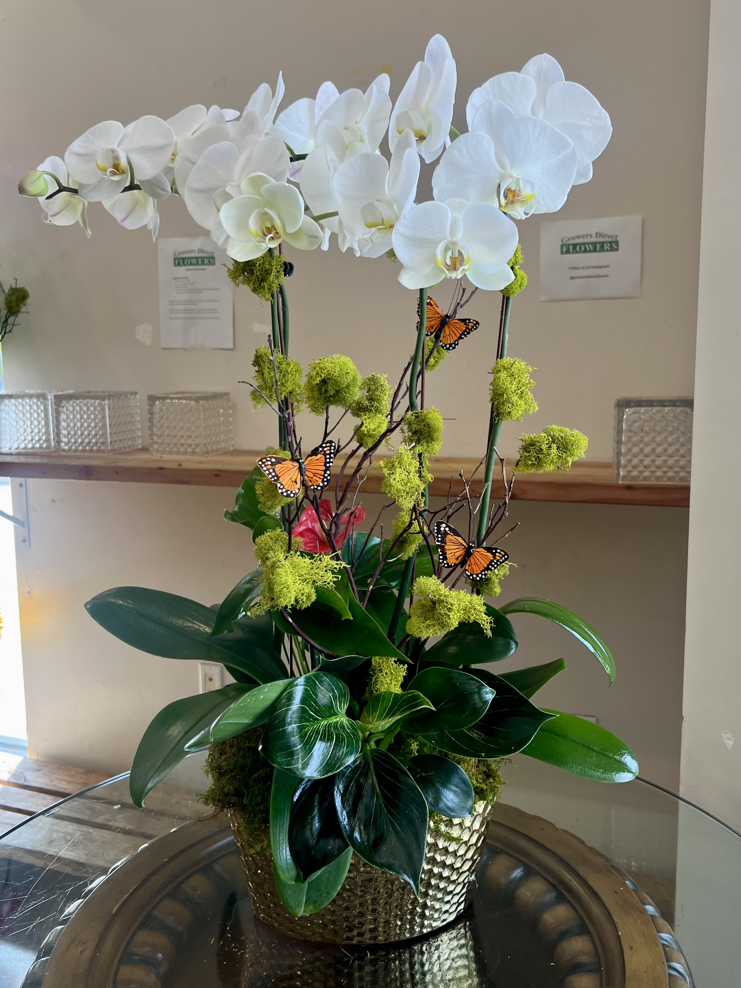 Hive Orchid - Double white cascading orchids arranged in golden vase that lights up the room beautifully 