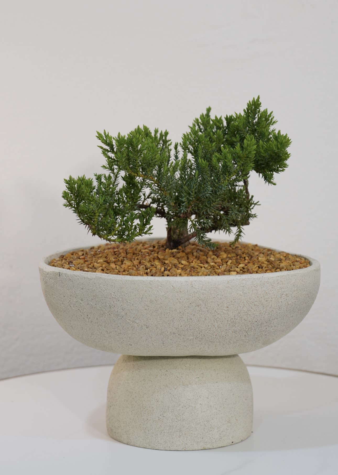 Zen Harmony Bonsai – Modern White Planter - Bring calm, balance, and modern elegance into any space with our Zen Harmony Bonsai. This beautifully styled bonsai is presented in a sleek white ceramic planter, creating a perfect harmony between nature and contemporary design.  Ideal for homes, offices, or as a meaningful gift, this bonsai symbolizes peace, strength, and longevity. Its compact design makes it easy to place on coffee tables, desks, or entryways, instantly elevating the atmosphere with a touch of greenery.  Each arrangement is carefully prepared to maintain a clean, minimalist aesthetic while highlighting the natural beauty of the plant.
