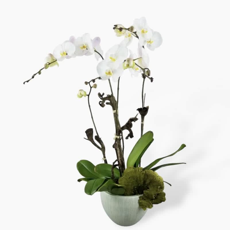 Live Orchids in a Designer Container - LIFE ORCHID IN DESIGNER POT Classic and elegant. This luxury Phalaenopsis orchid gift features two fresh plants, each boasting double flower spikes in perfect white. Our beautiful orchid is styled in a designer pot with natural Indian wood sticks, fresh forest moss and decorative sponge mushrooms. Easy-to-care-for, this stunning plant arrangement will provide weeks of enjoyment, and if cared for correctly, will re-bloom the following year. Why not add a greeting card or quality handmade candle for an extra special gift? Check our blog for more handy tips on how to care for indoor plants. 