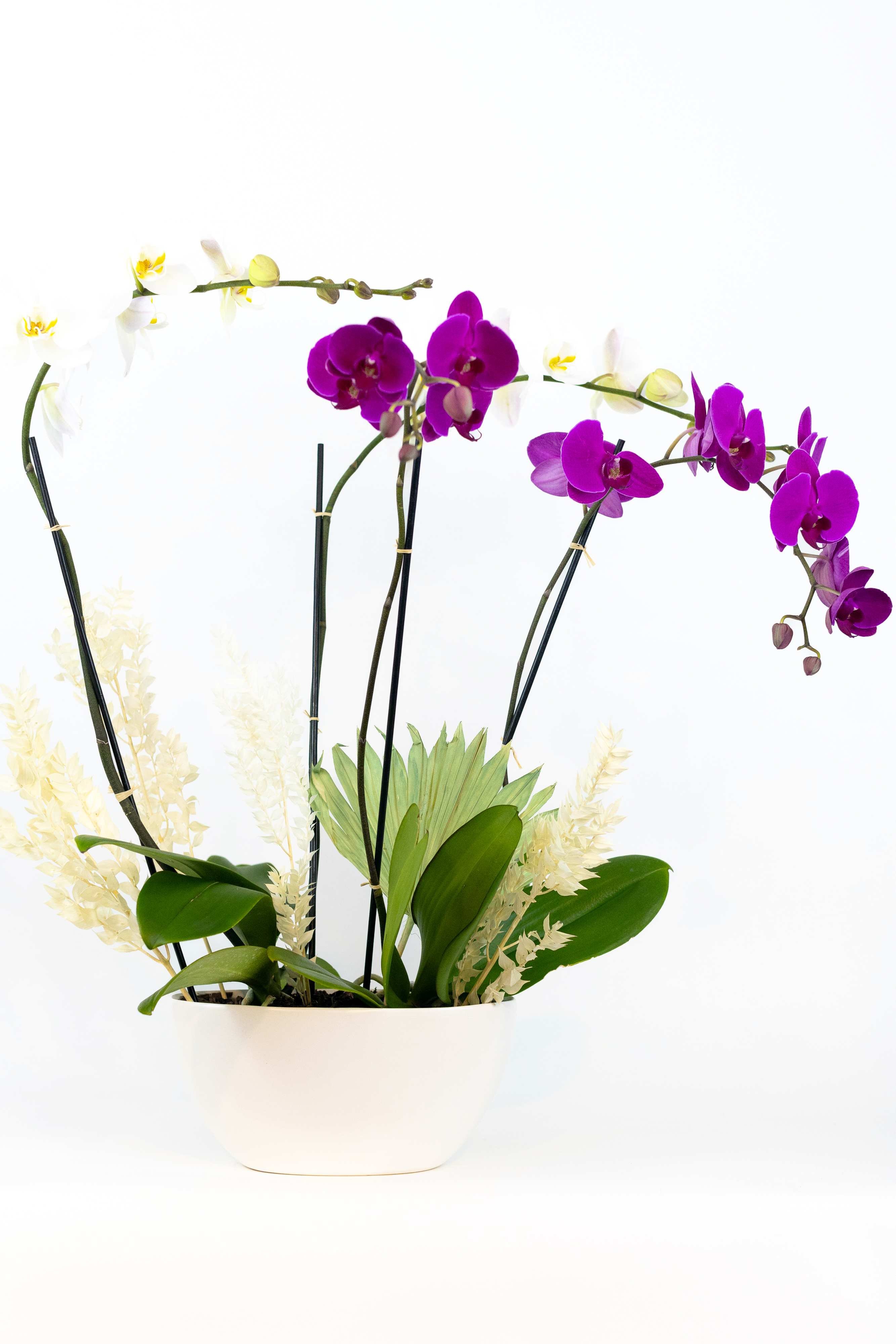 Purple and White Orchid  - Two orchids of exceptional beauty planted in a sleek and modern white ceramic container. Embellished with dried Italian Ruscus and mint green fan palms, this orchid is minimalist and perfect for any home. 