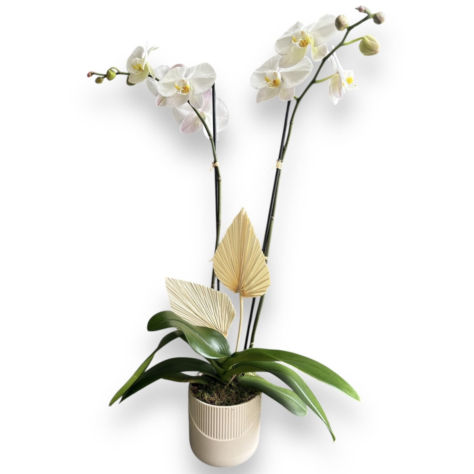 Urban Dream Orchids - One white phalaenopsis orchid in a tan ceramic container, adorned with spanish moss and dried sphered palms. 