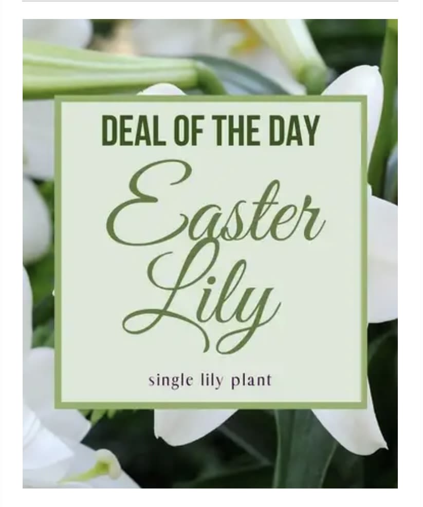 Easter Lily Plant  - Graceful, fragrant, and full of meaning, the Easter Lily Plant is a timeless symbol of purity, renewal, and hope. Featuring elegant trumpet-shaped white blooms and lush green foliage, this classic plant brings a fresh, serene beauty to any home, office, or celebration. Perfect for Easter gifting, sympathy gestures, or simply brightening a space, the Easter Lily offers long-lasting blooms and a soft, uplifting fragrance that leaves a lasting impression. *6in Easter Lily Plant in a pot with Bow-