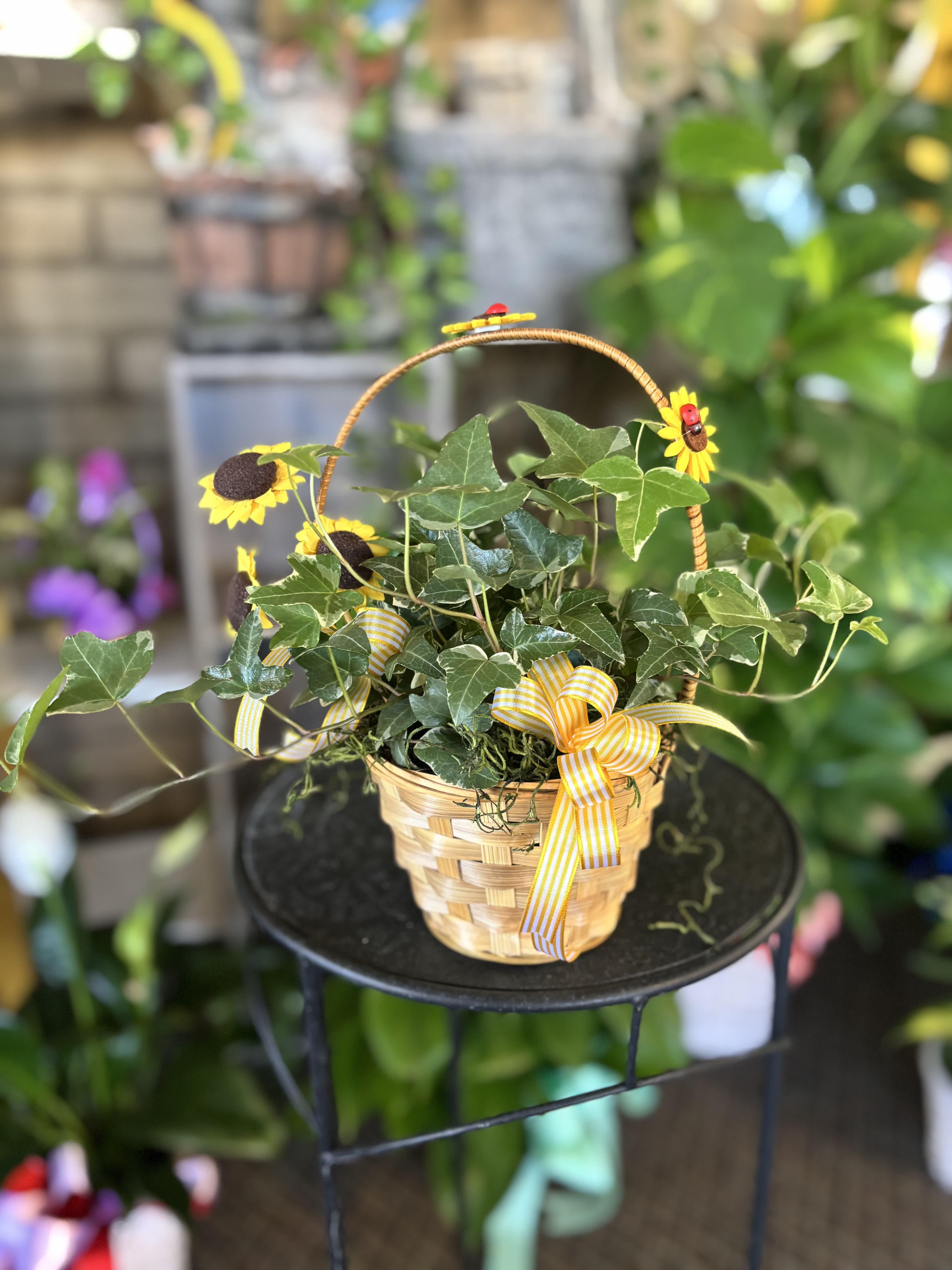 Ivy Plant  - Single Ivi plant in basket 