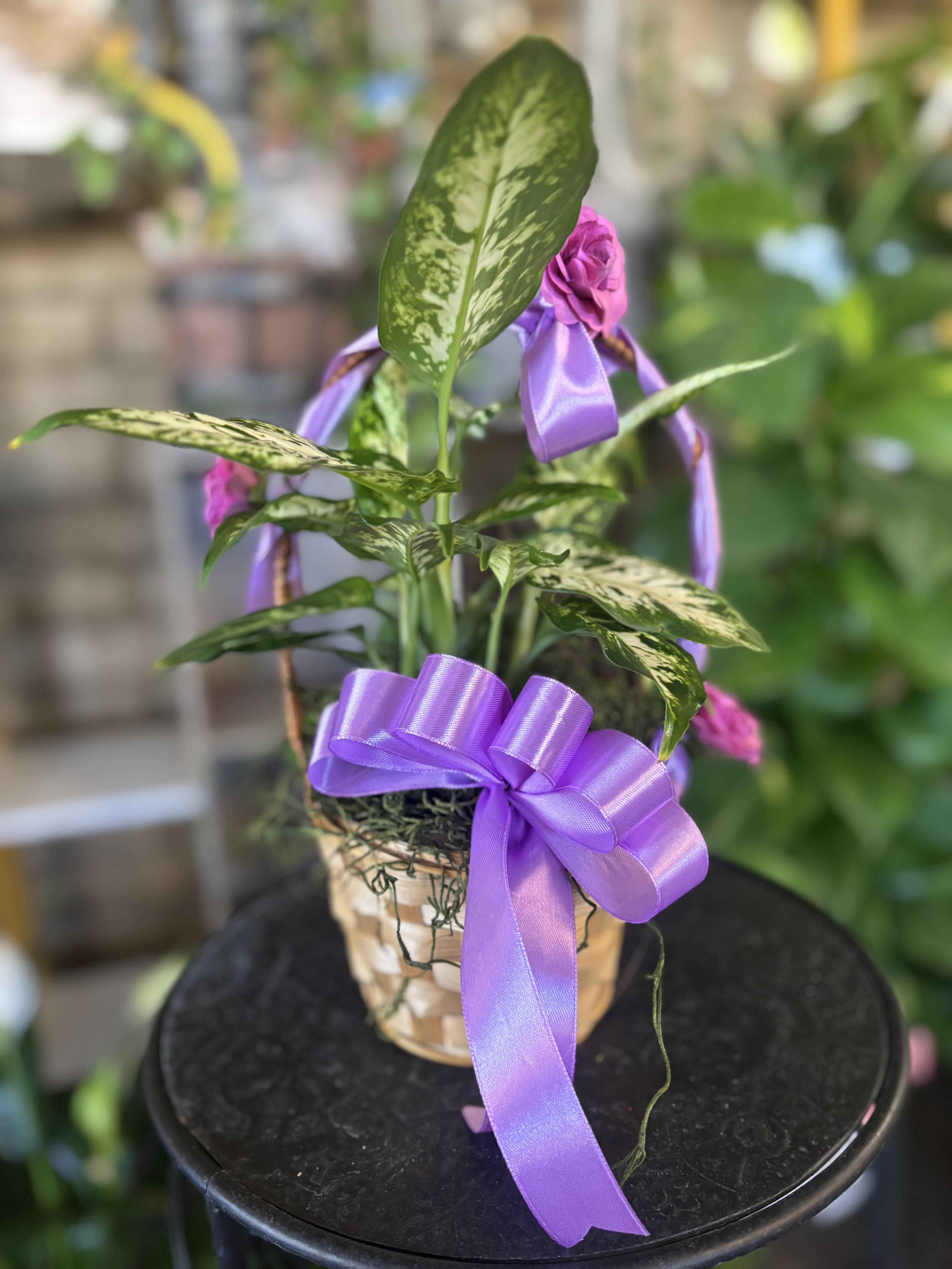 Dieffenbachia  - single plant in basket 