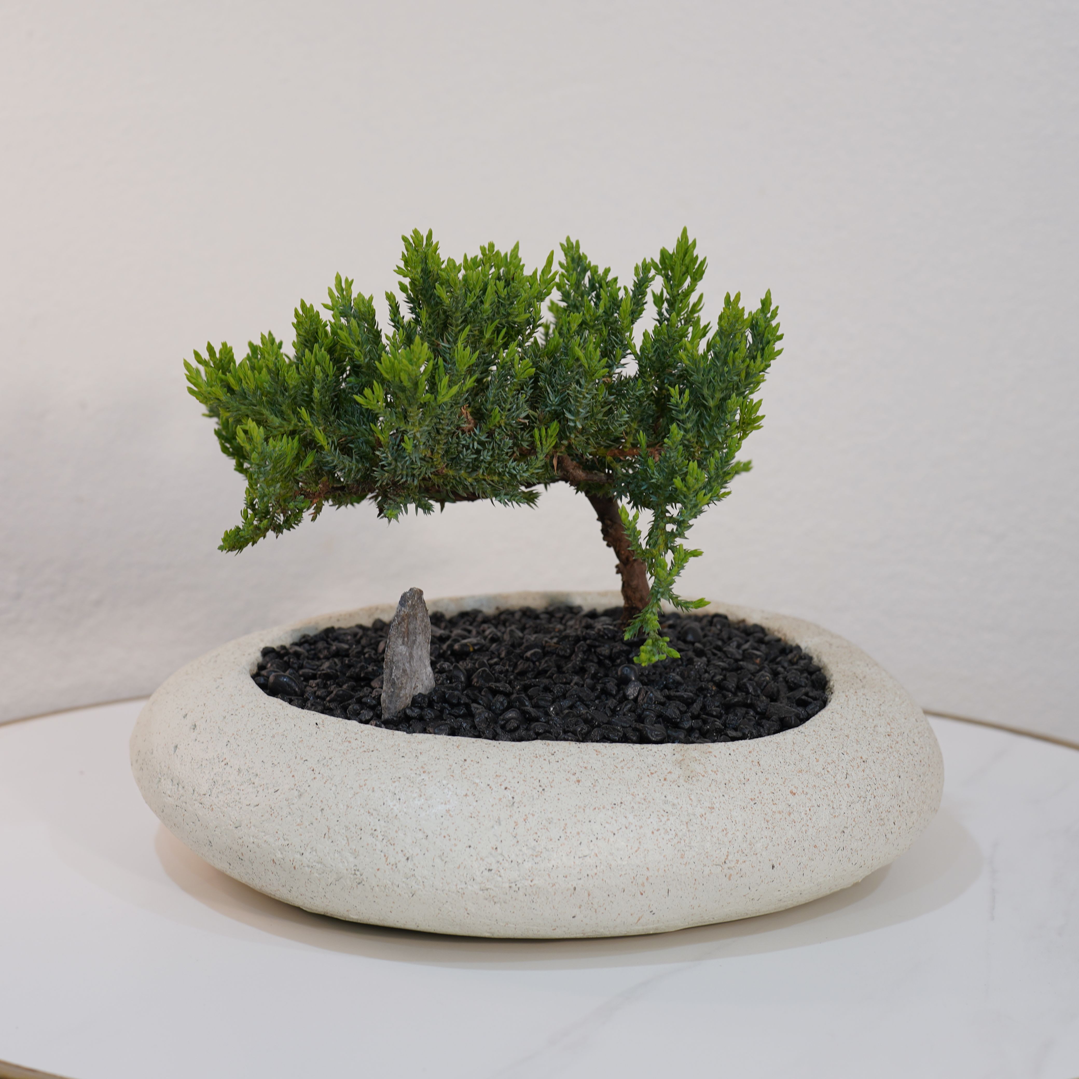 Signature Zen Bonsai by Guy Floral Studio - Introducing the Signature Zen Bonsai by Guy Floral Studio – a refined expression of simplicity, balance, and modern elegance. This beautifully styled bonsai is set in a sleek white ceramic planter, designed to complement contemporary interiors while bringing a natural, calming presence into any space. Its low-profile silhouette and clean aesthetic make it perfect for coffee tables, desks, or luxury home decor. Each piece is thoughtfully arranged to highlight the organic shape and texture of the bonsai, creating a timeless design that feels both modern and serene. Whether you’re looking for a unique gift or a statement piece for your space, this bonsai delivers sophistication with a peaceful touch. We offer same-day flower delivery in Beverly Hills, West Hollywood, Santa Monica, Beverly Grove, Bel Air &amp; Culver City. Order online or call now for fast delivery today.
