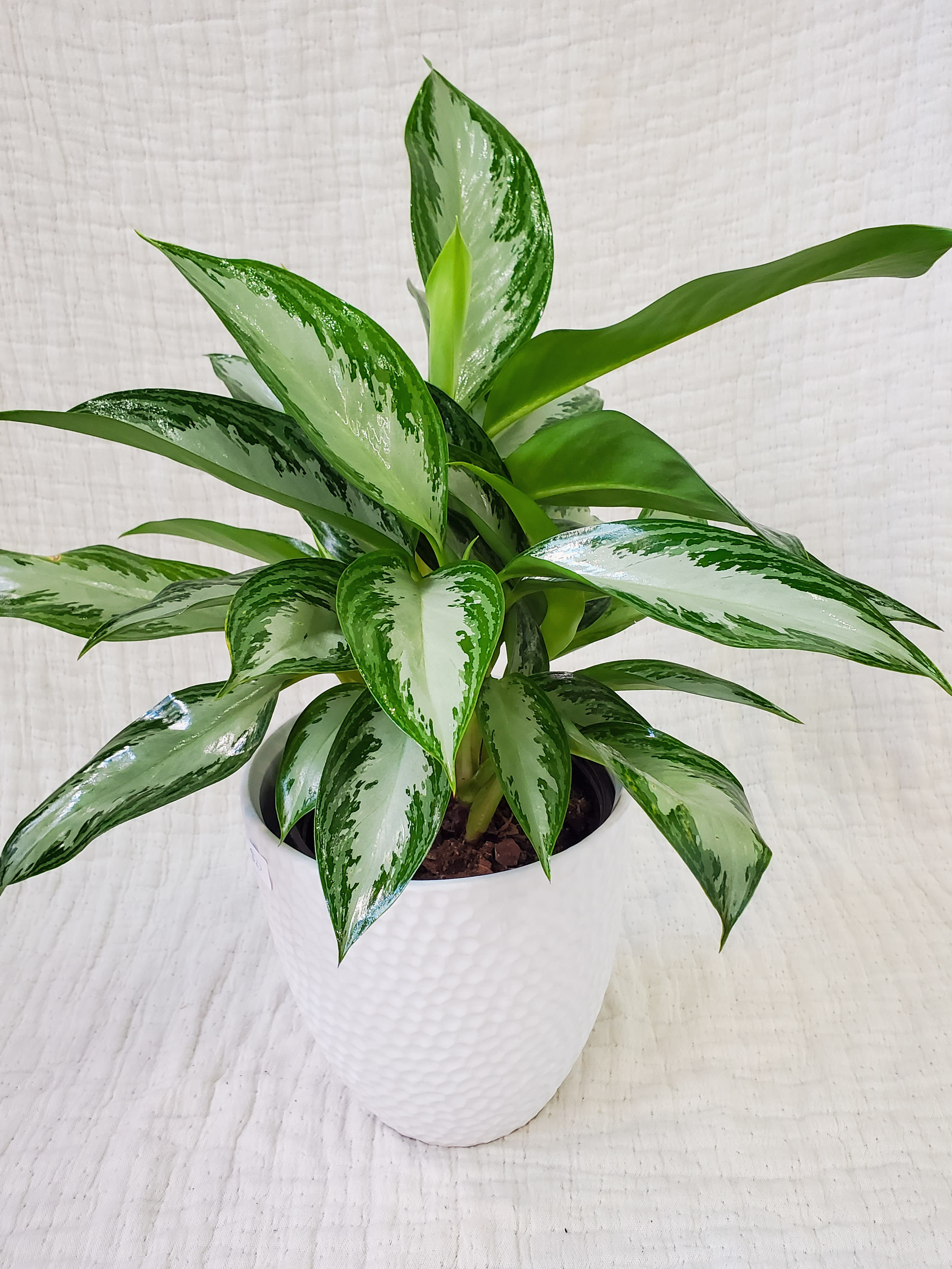 6" chinese evergreen  - 6" Chinese evergreen in a white pot 