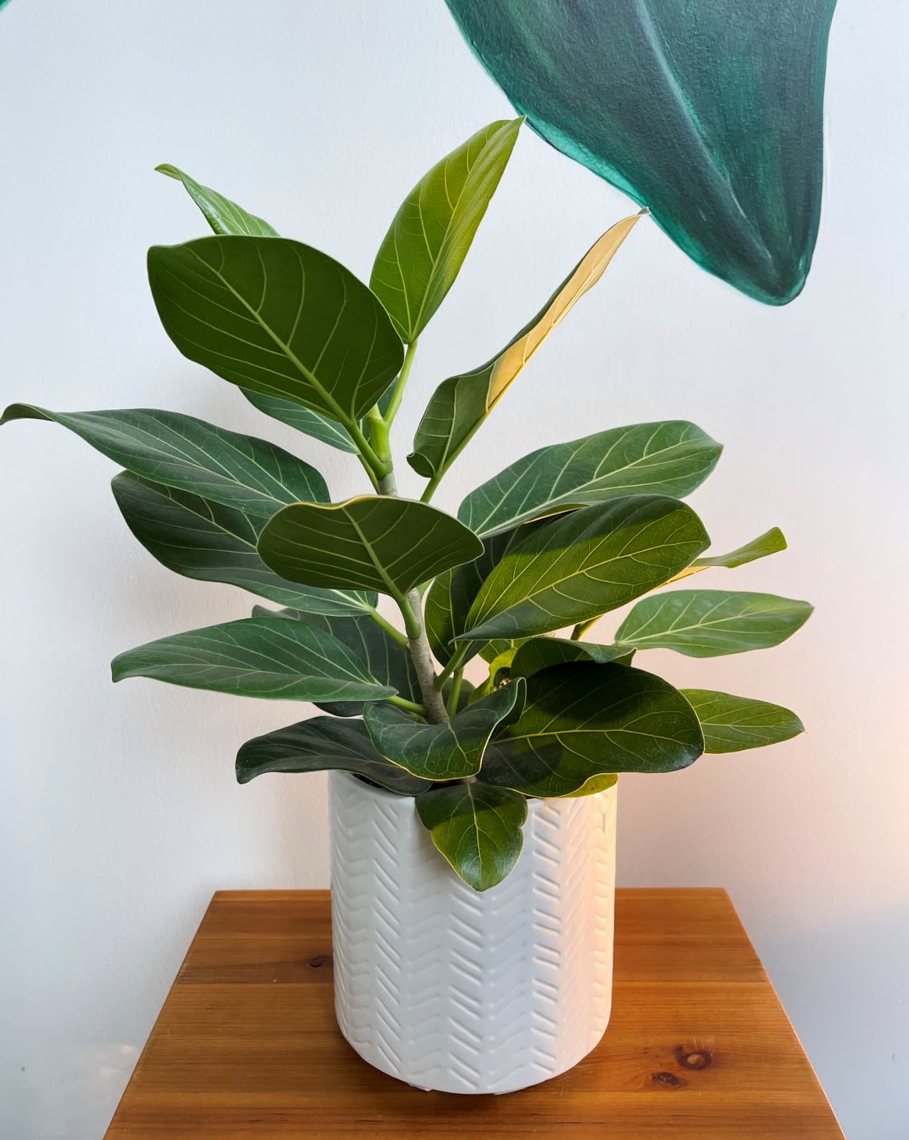 Ficus Audrey - Beautiful 2ft Ficus Audrey in a 7" white ceramic pot